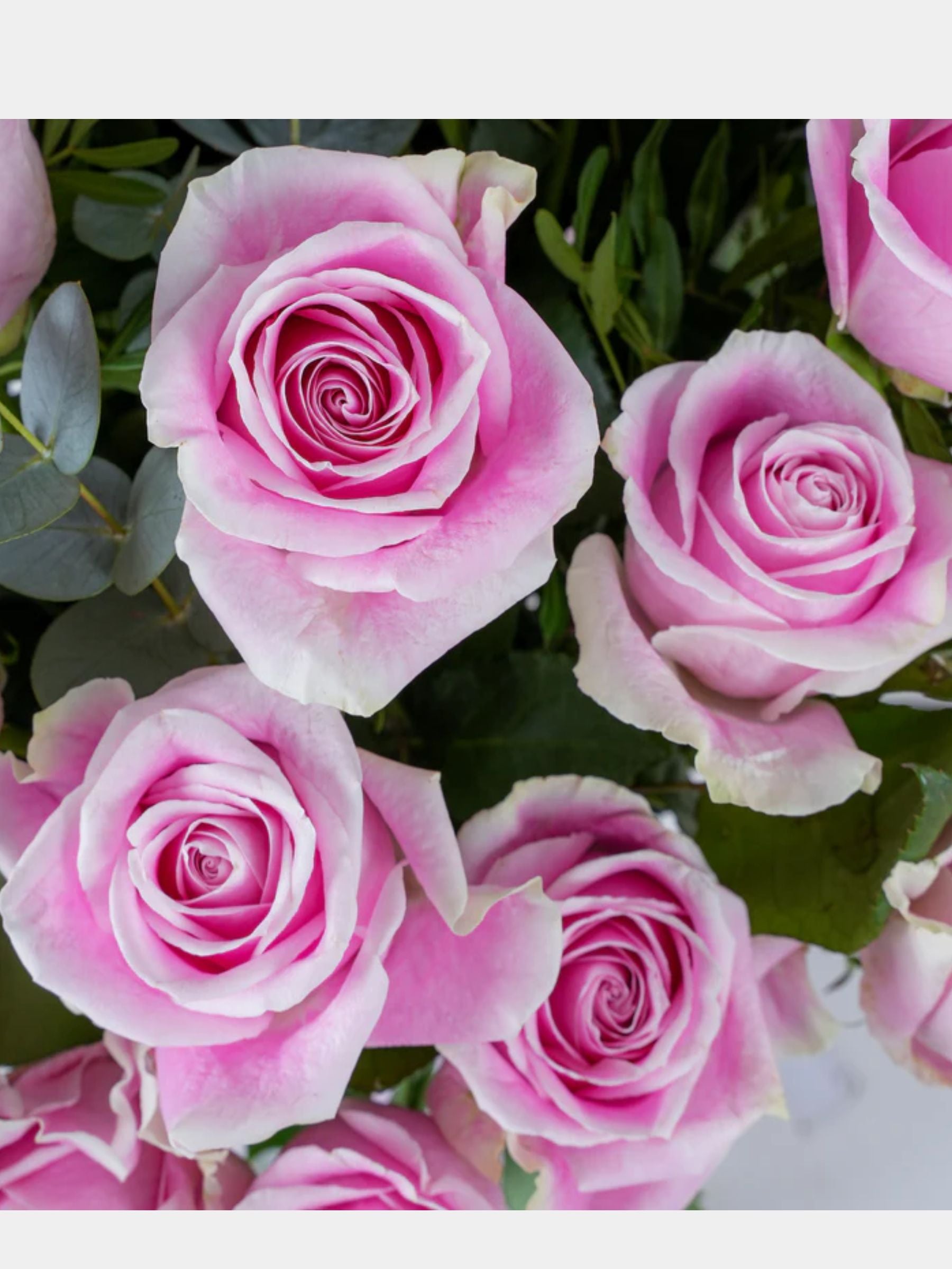 100 Luxury Pink Roses Vase