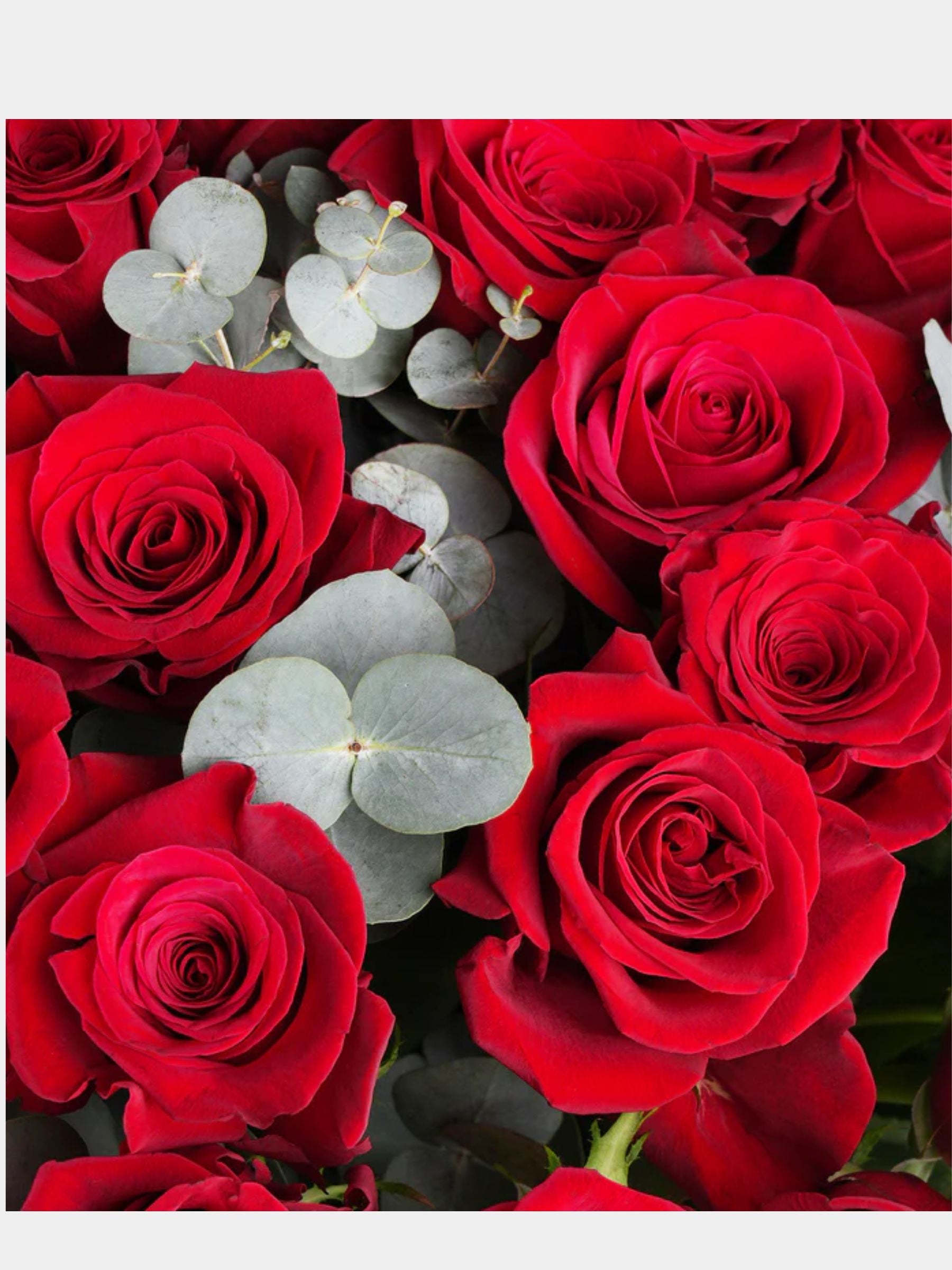50 Red Roses Vase