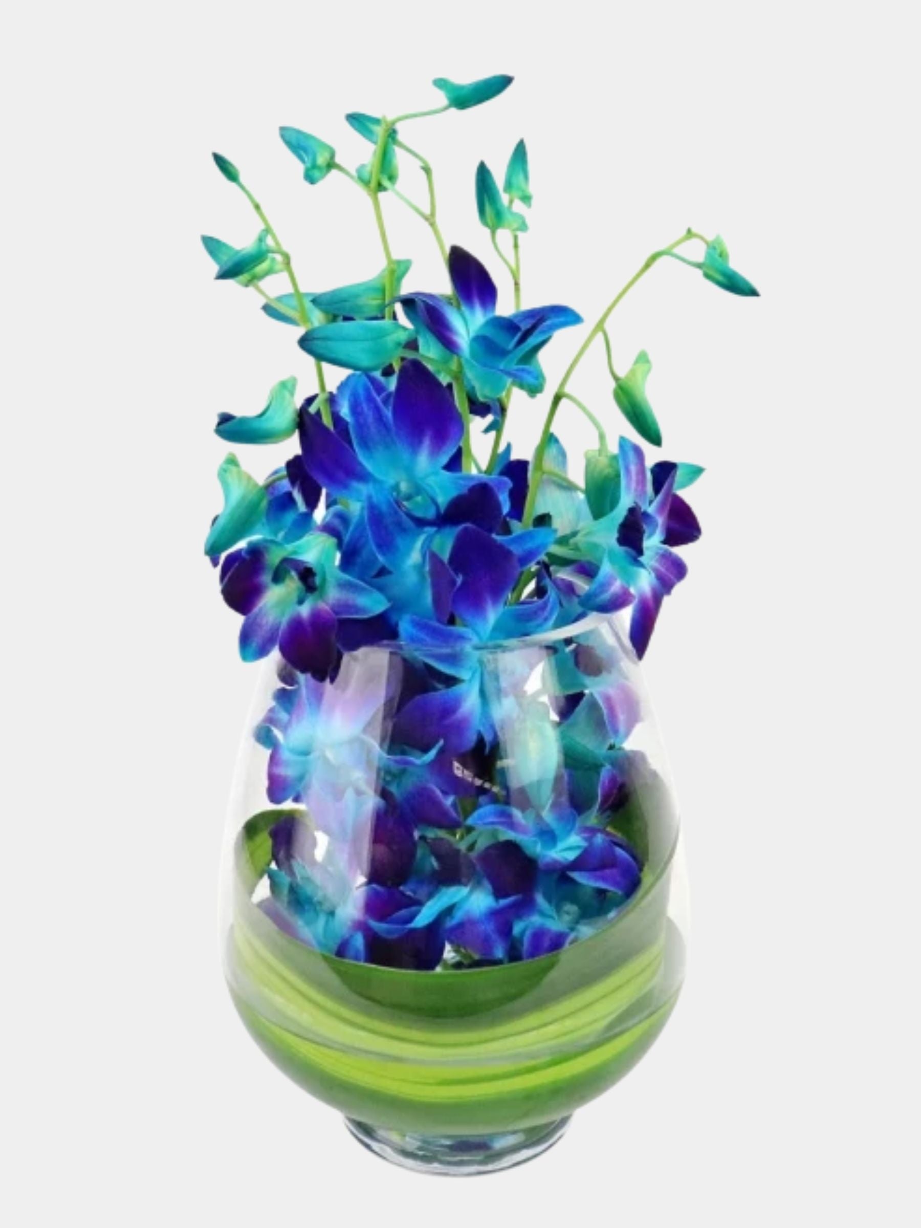 10 Blue Orchids in a Vase