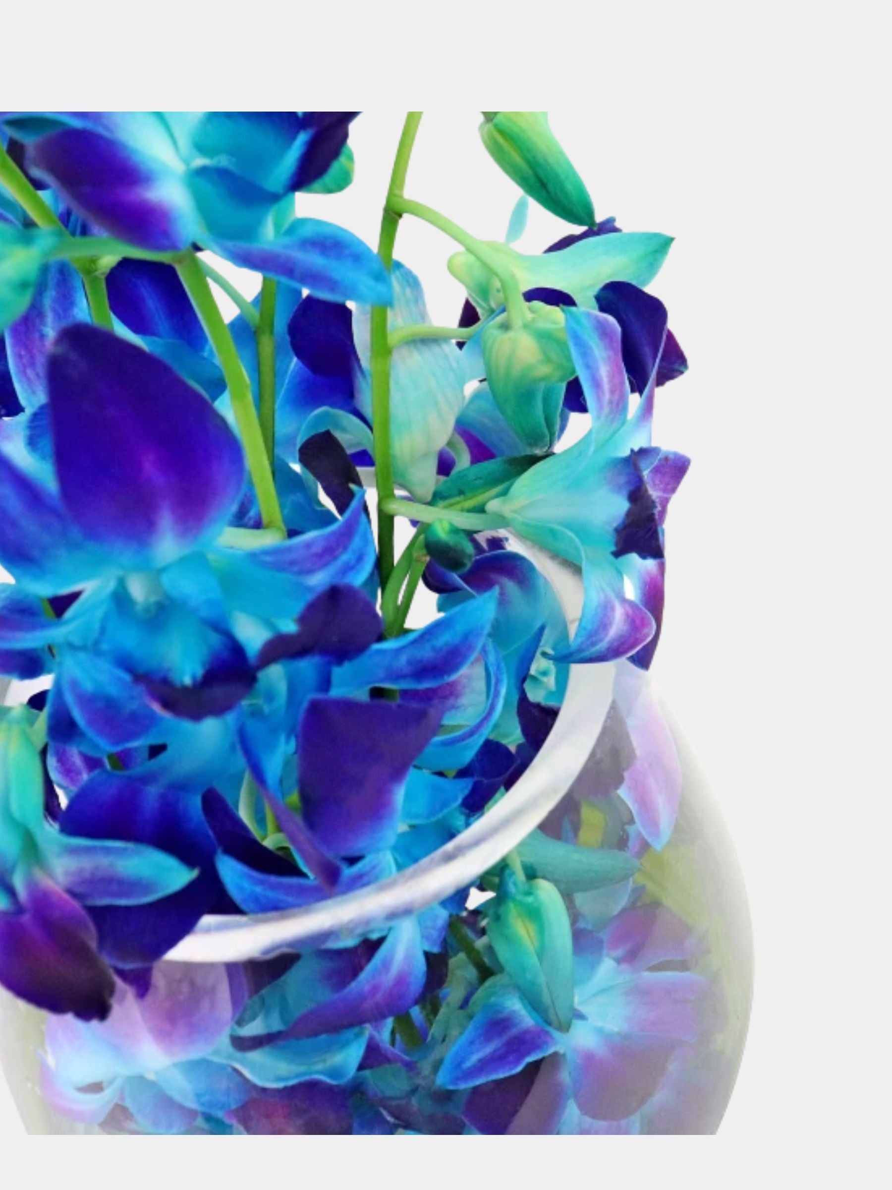 10 Blue Orchids in a Vase