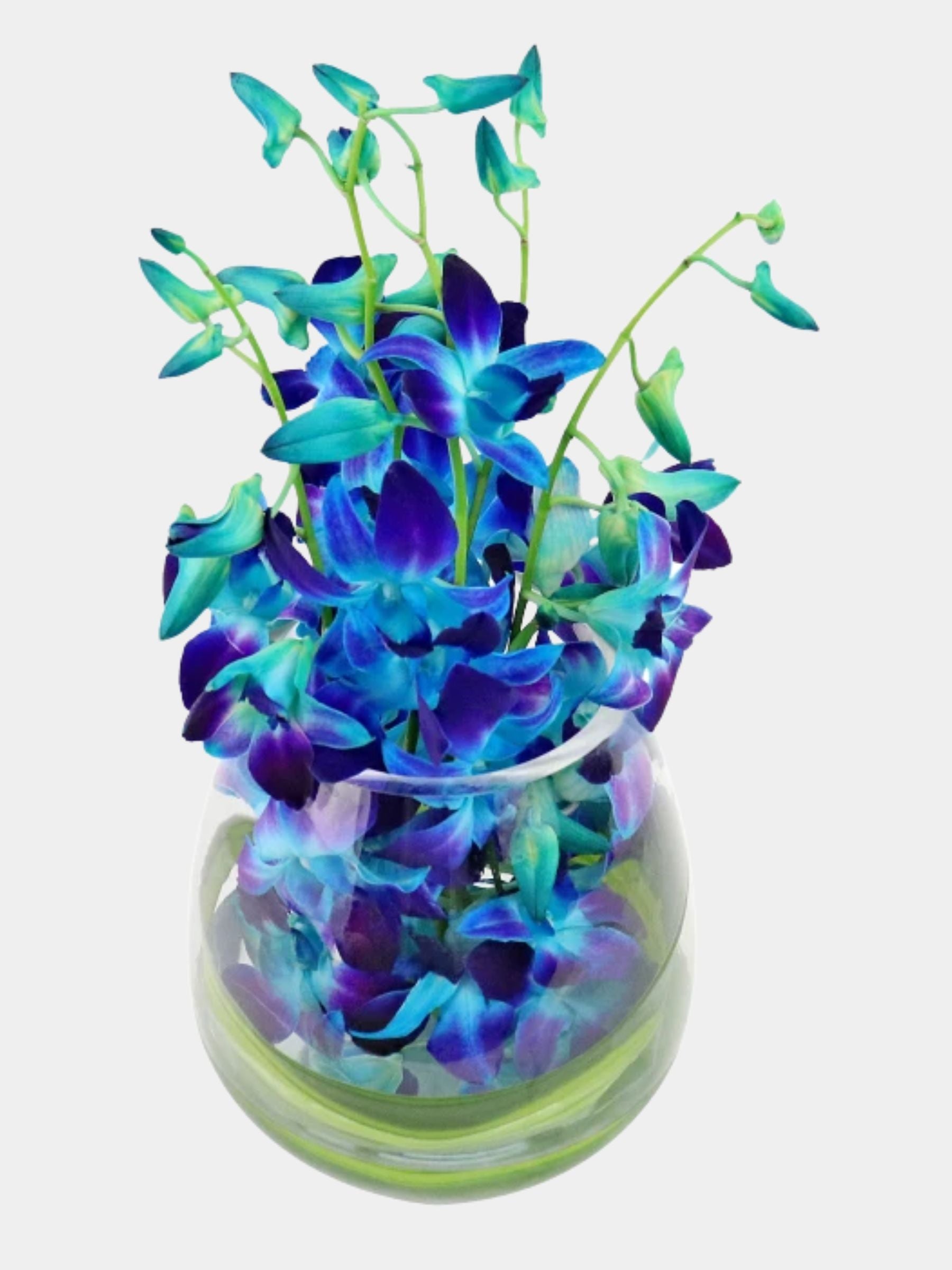 10 Blue Orchids in a Vase