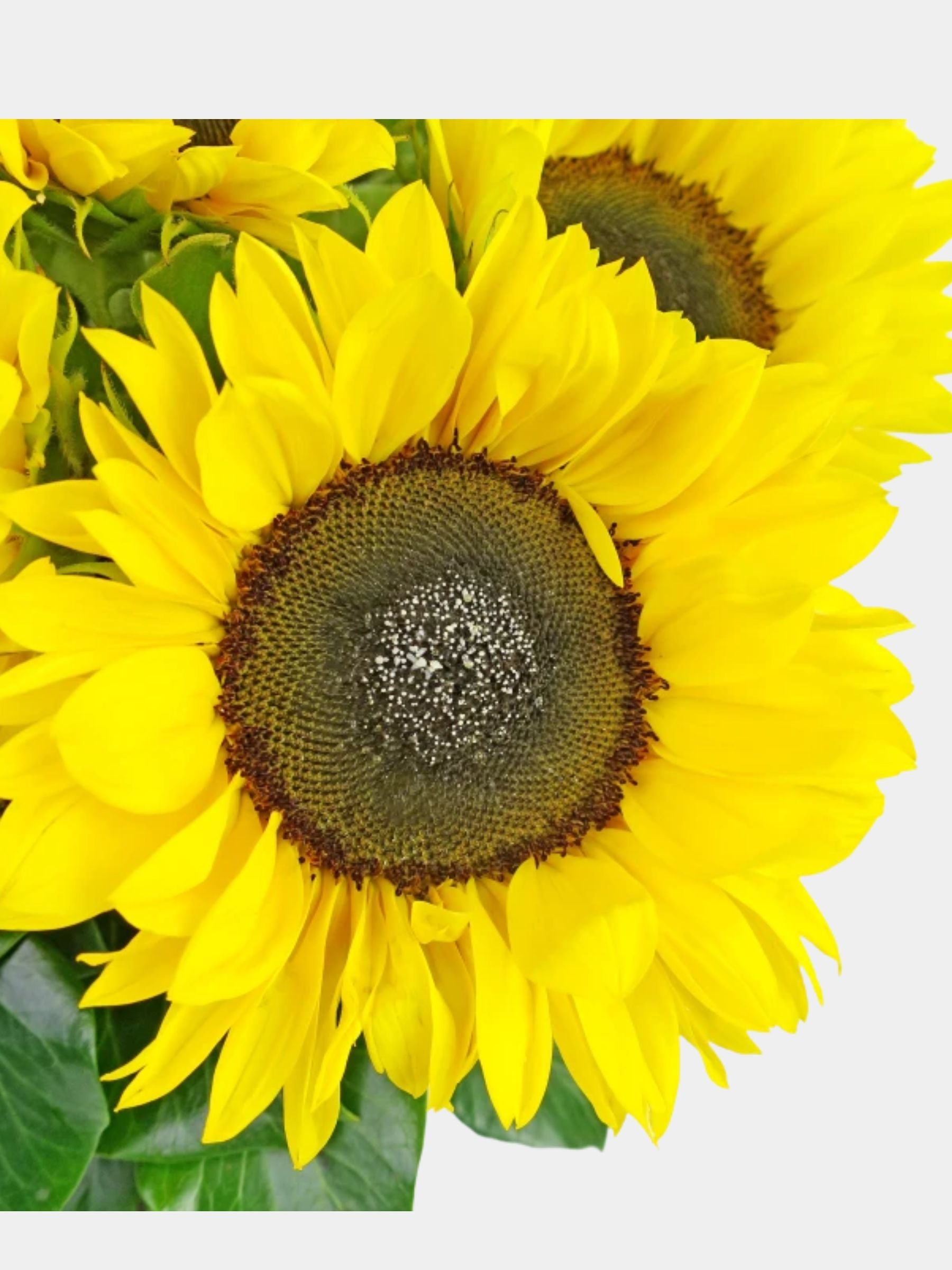 10 Sunflowers in a Vase