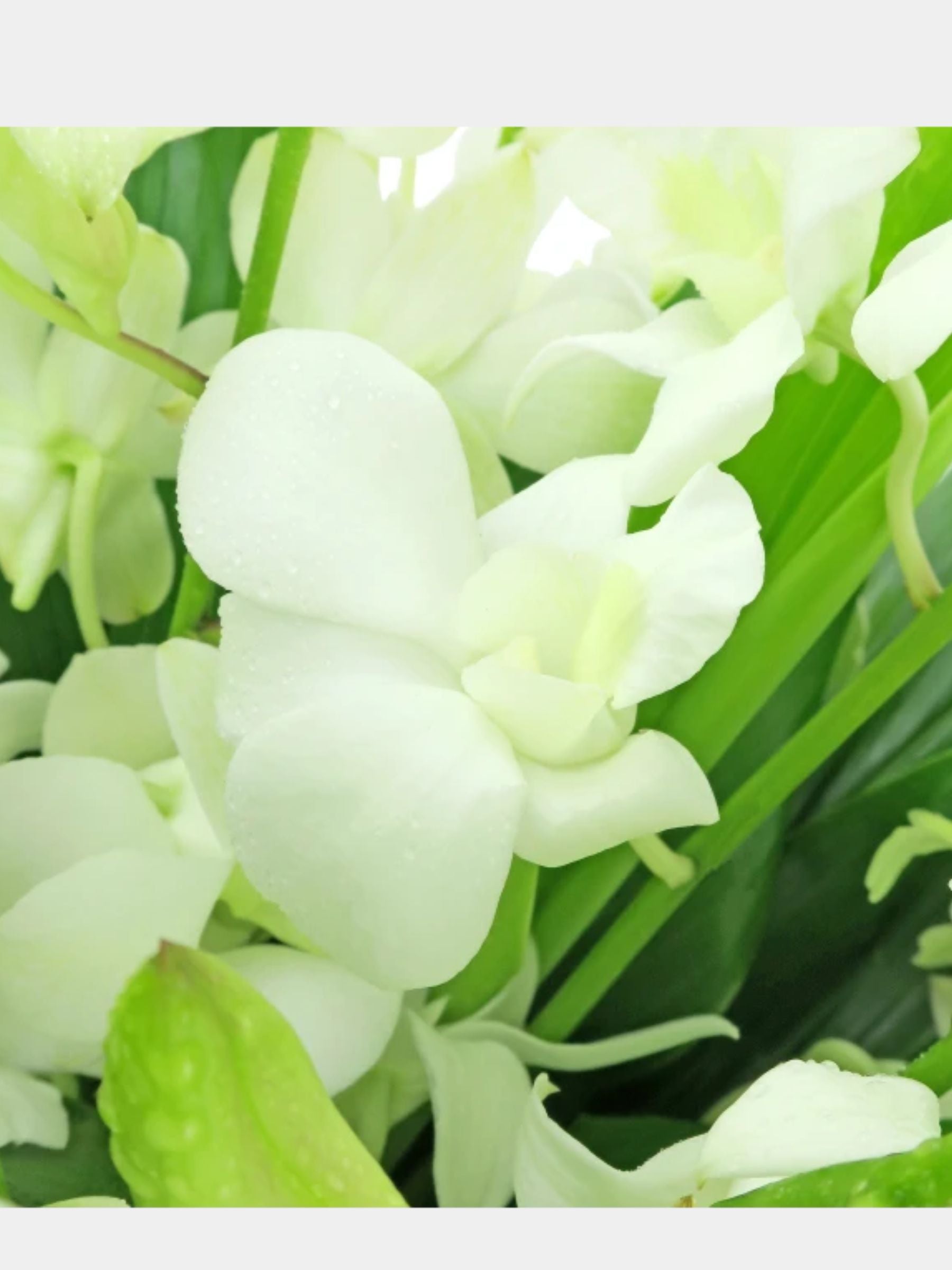 10 White Orchids in a Vase