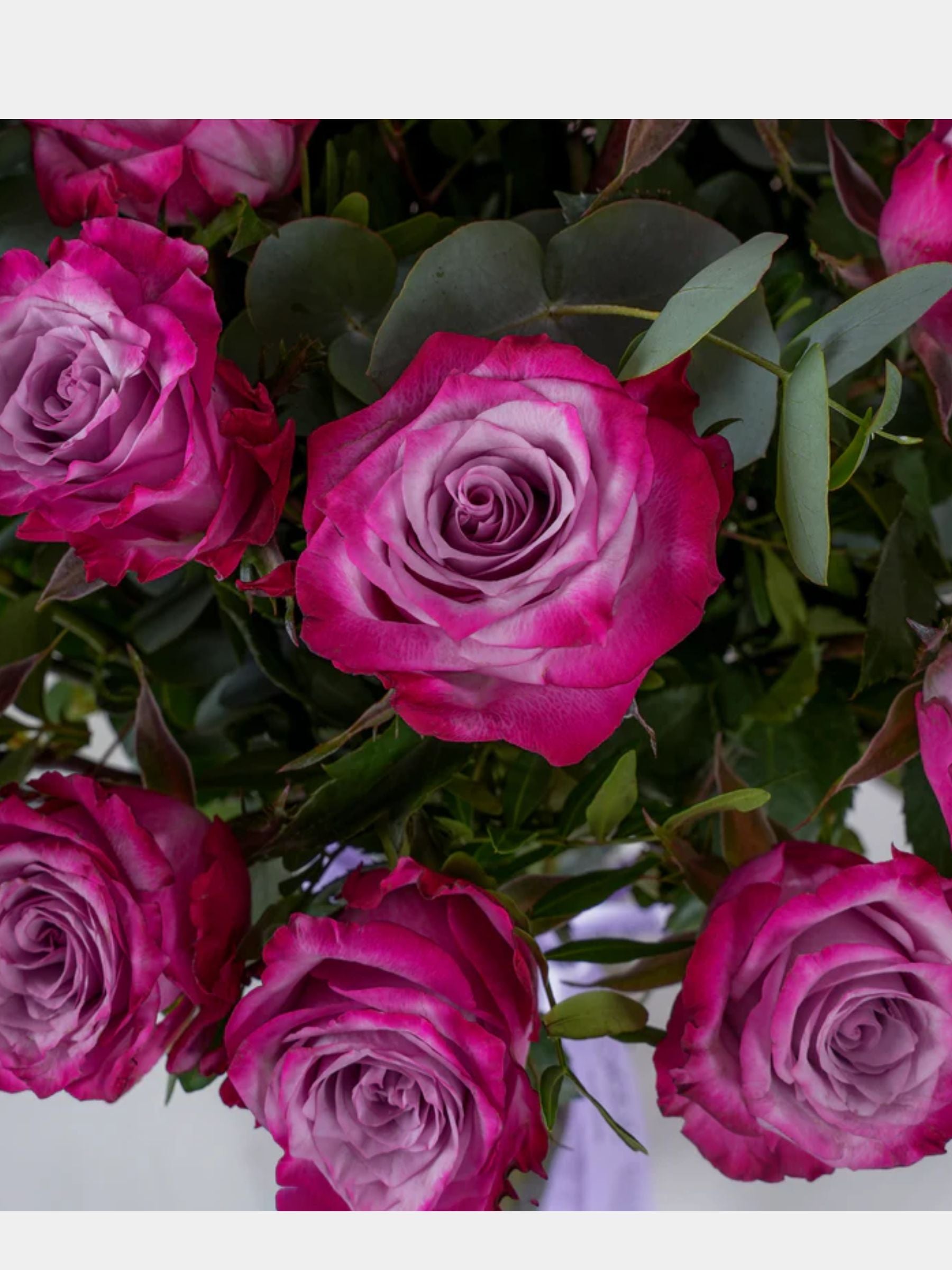 50 Purple Roses Vase