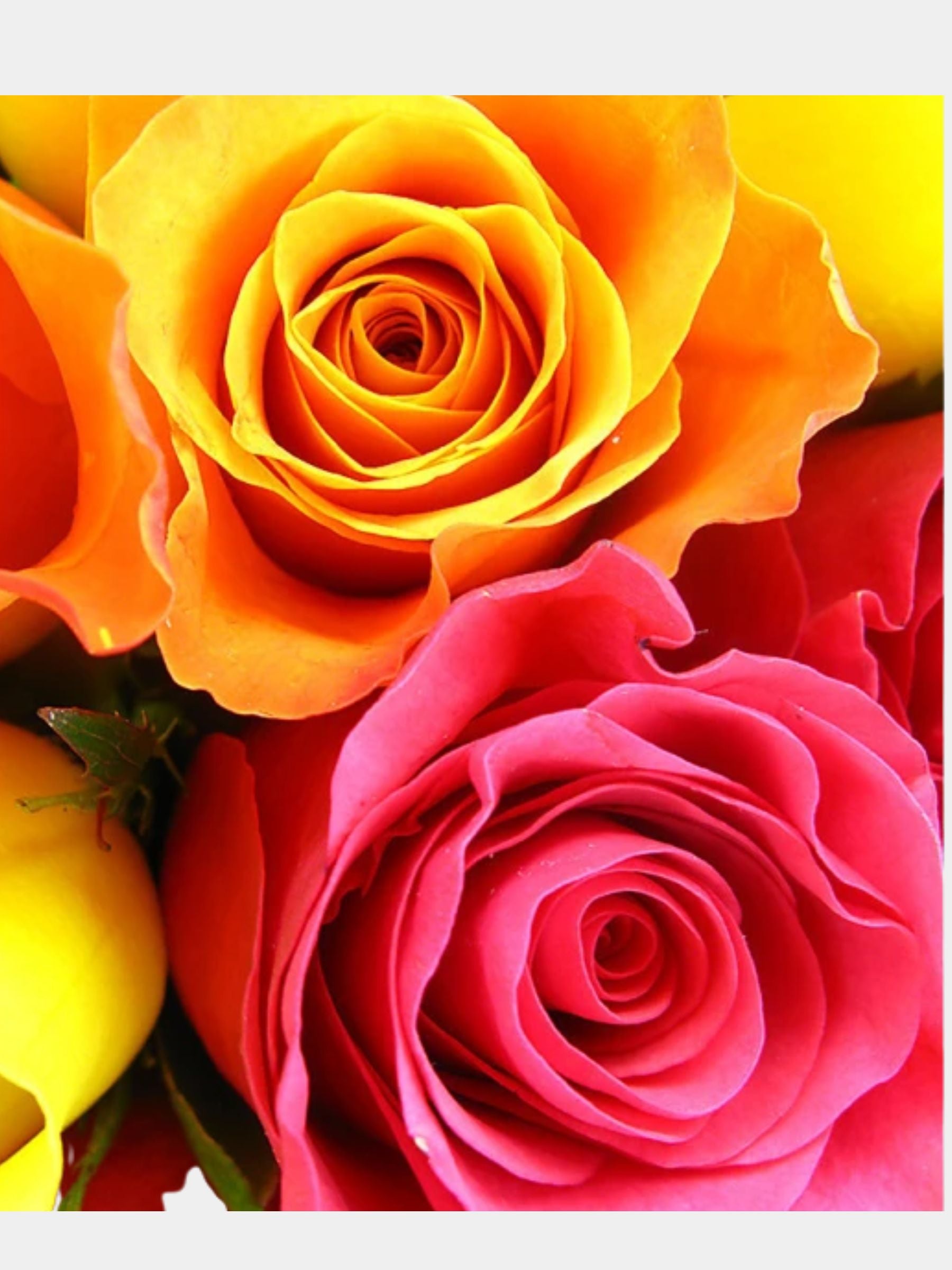 Bouquet of 12 Mixed Roses