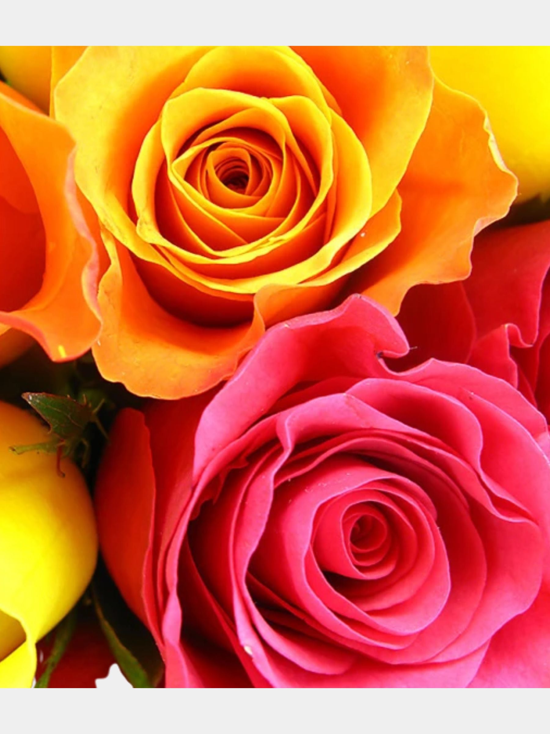 Bouquet of 6 Mixed Roses