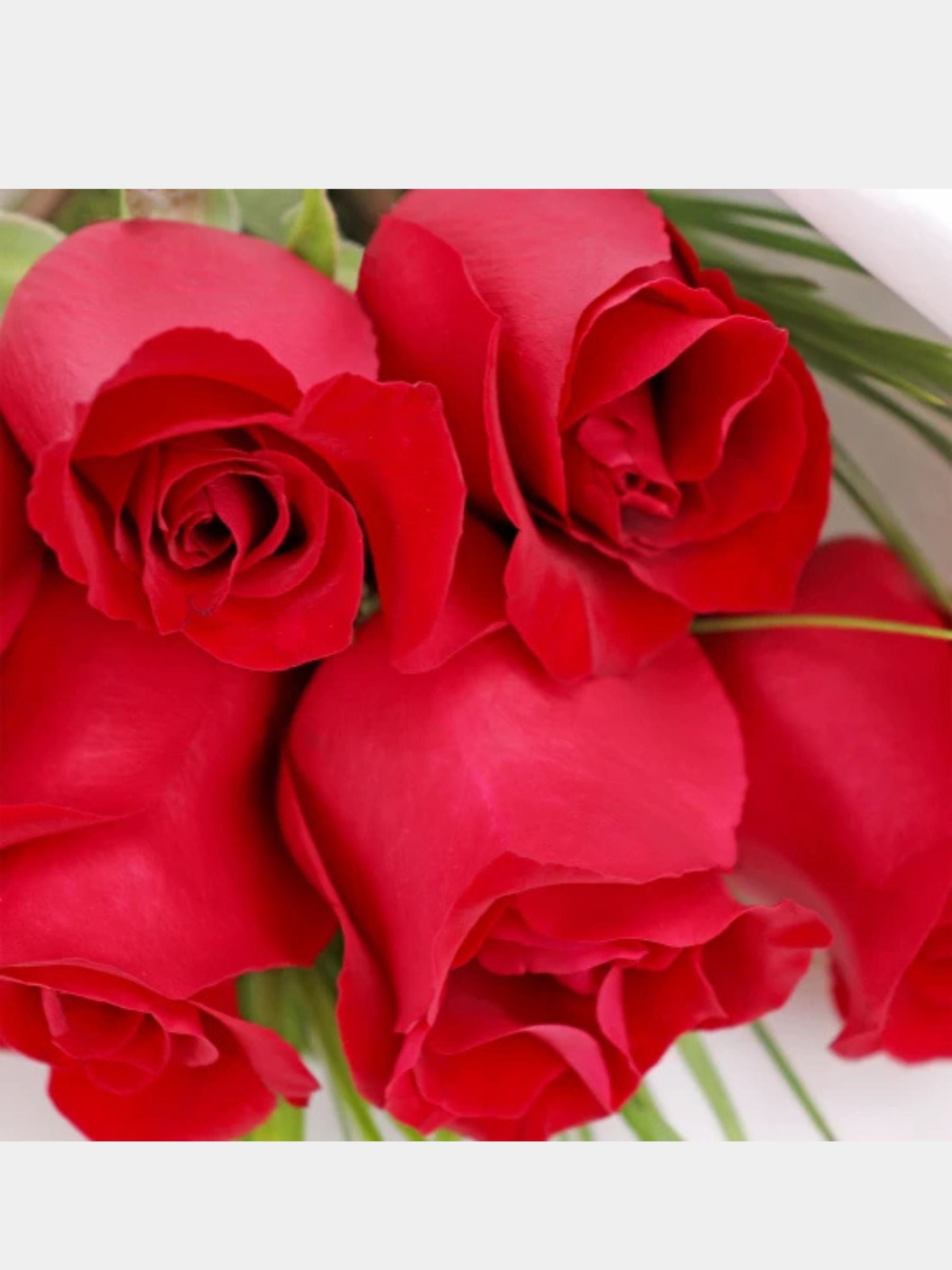 Bouquet of 6 Red Roses