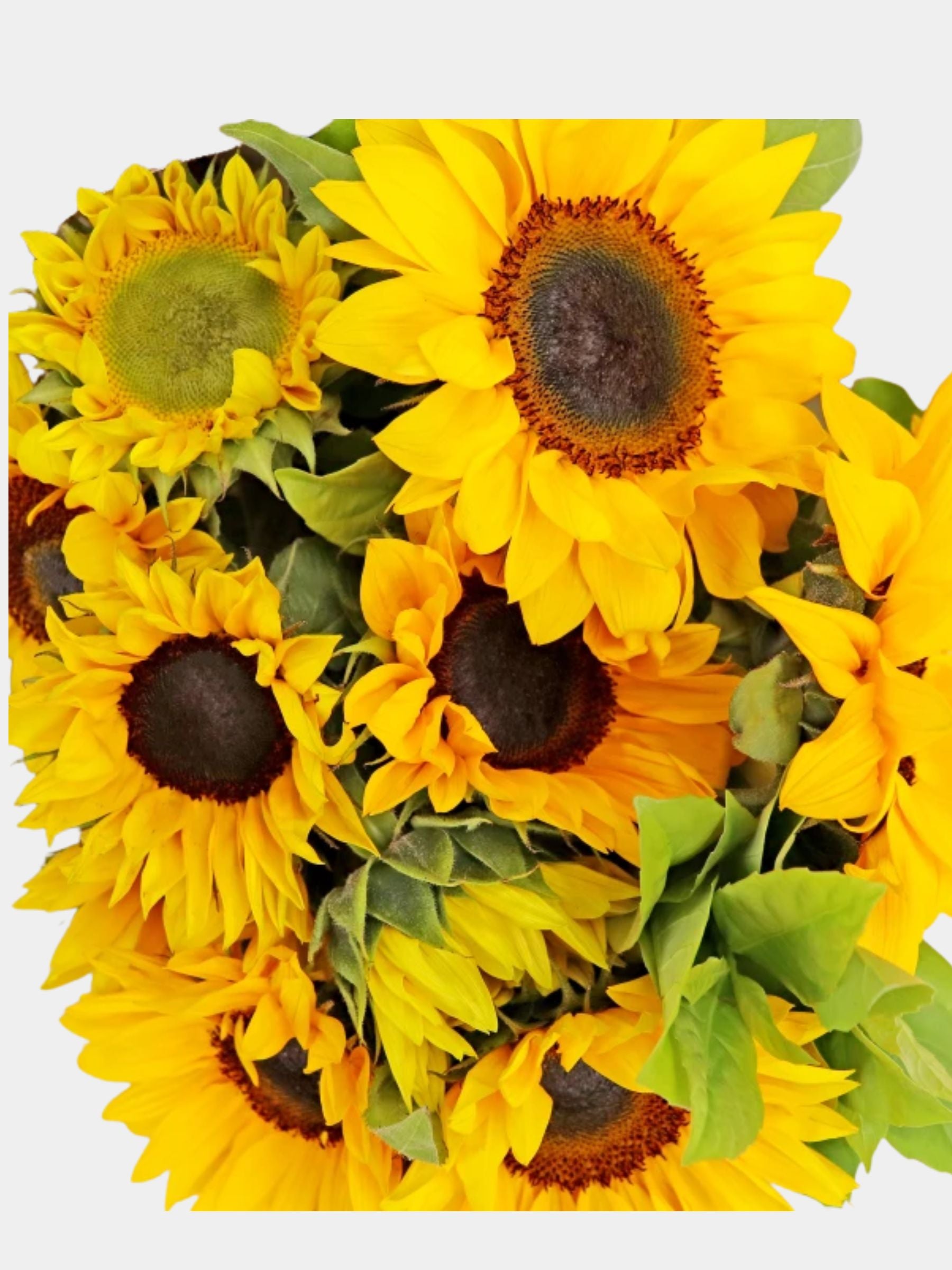 Bouquet of 10 Sunflowers