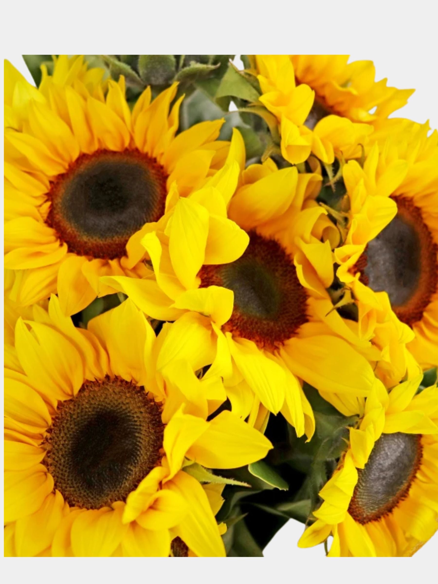Bouquet of 10 Sunflowers