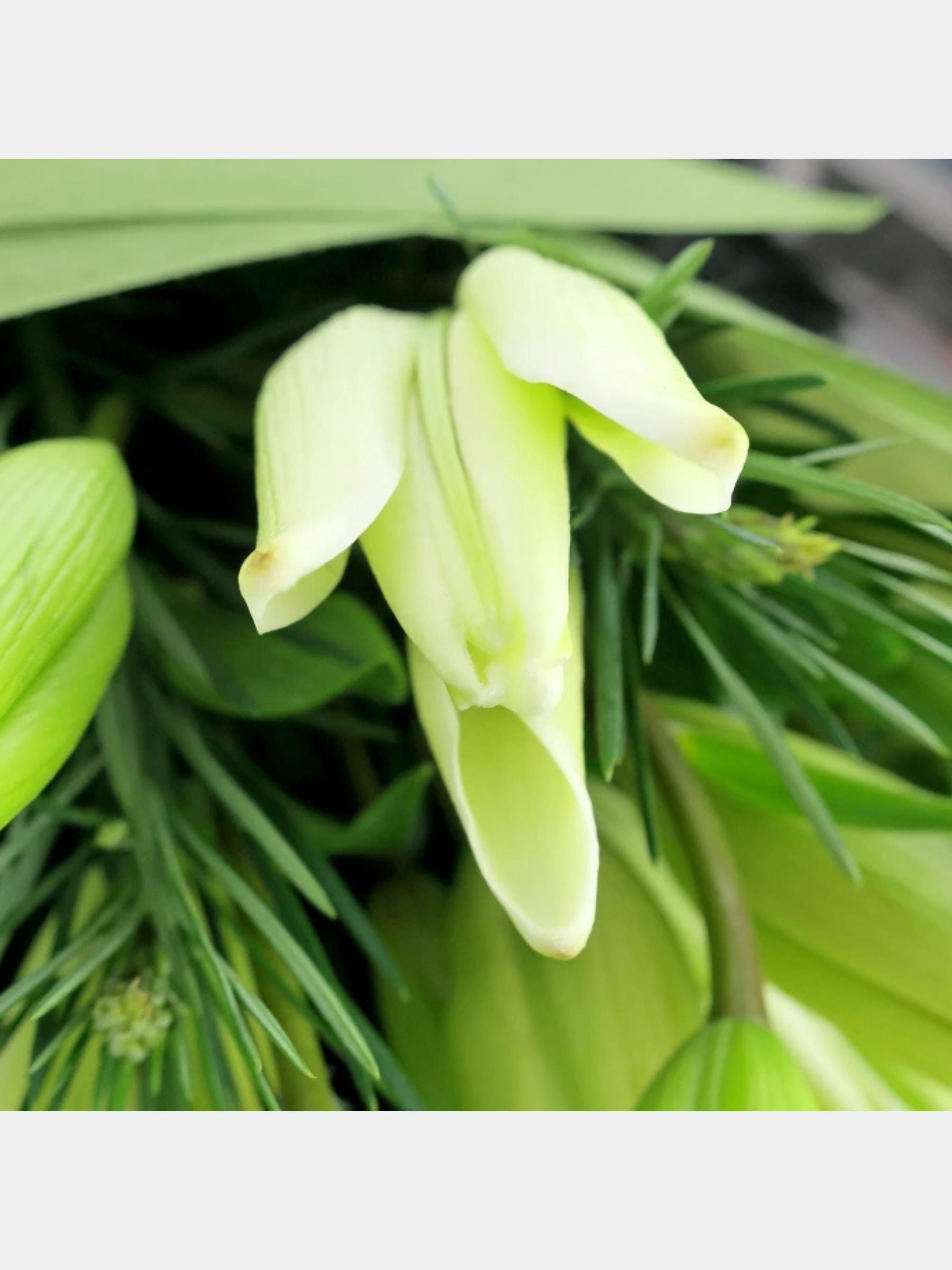 Bouquet of 10 White Lily