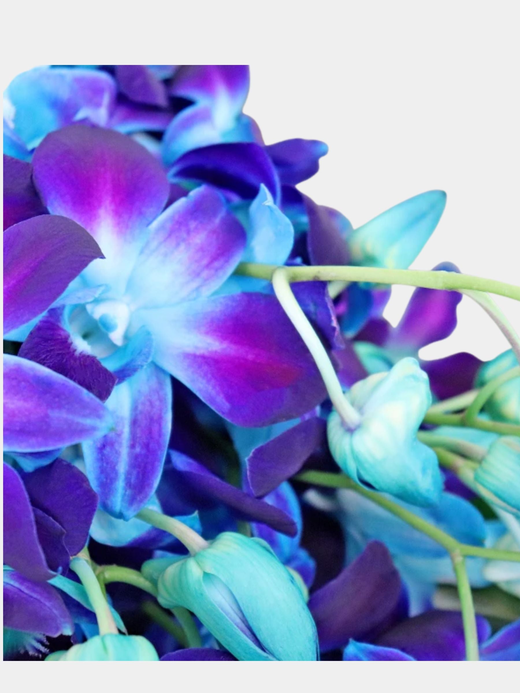 Bouquet of 15 Blue Orchid
