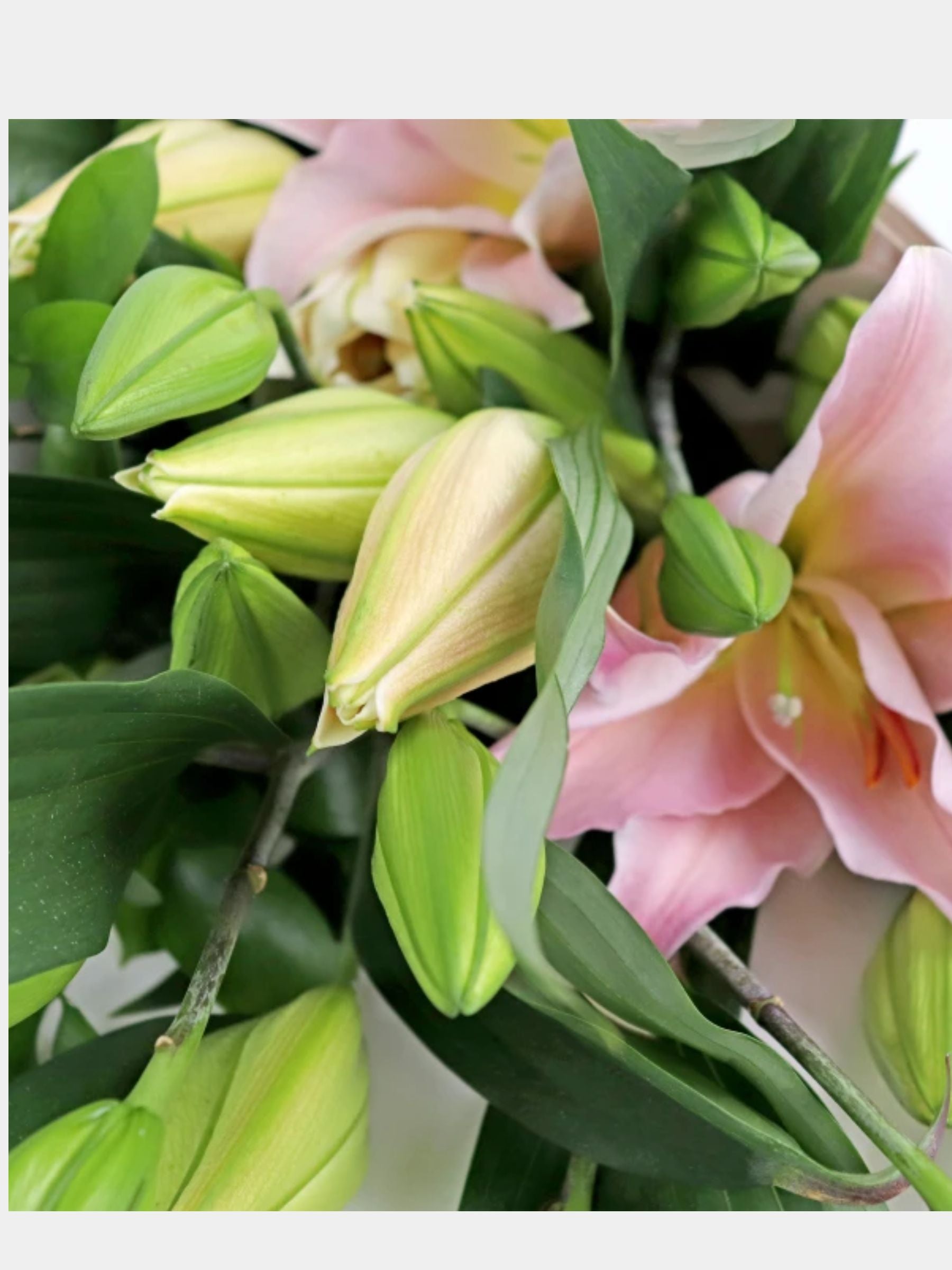 Bouquet of 5 Pink Oriental Lily