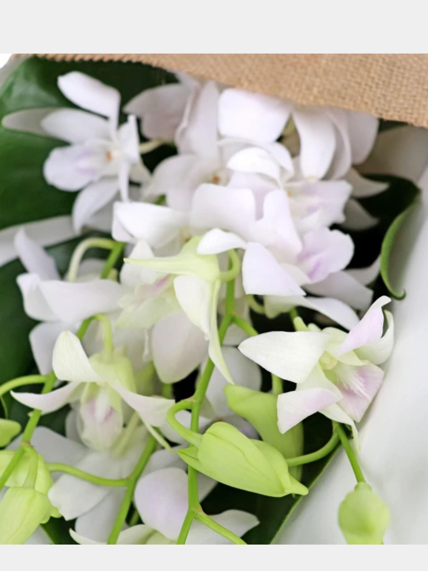 Bouquet of 7 White Orchid