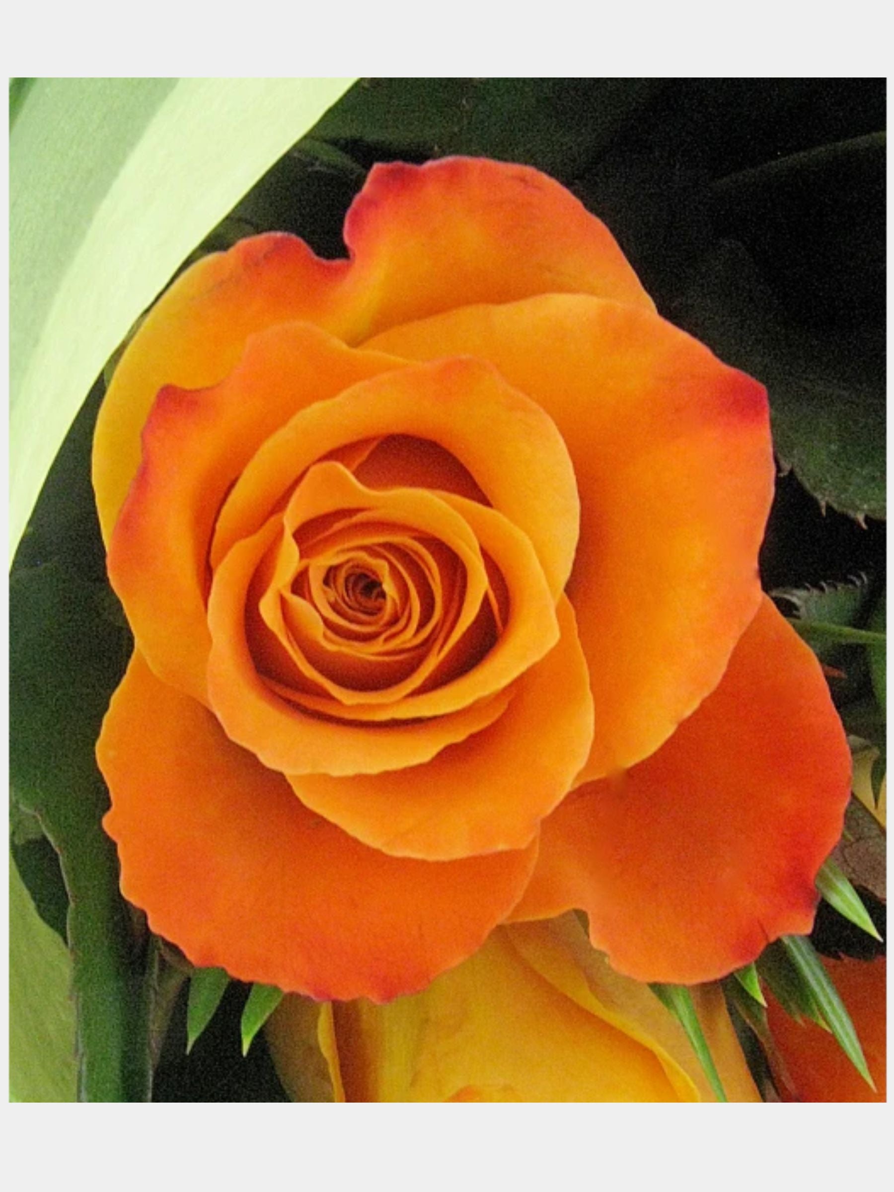 Bouquet of 12 Orange Roses