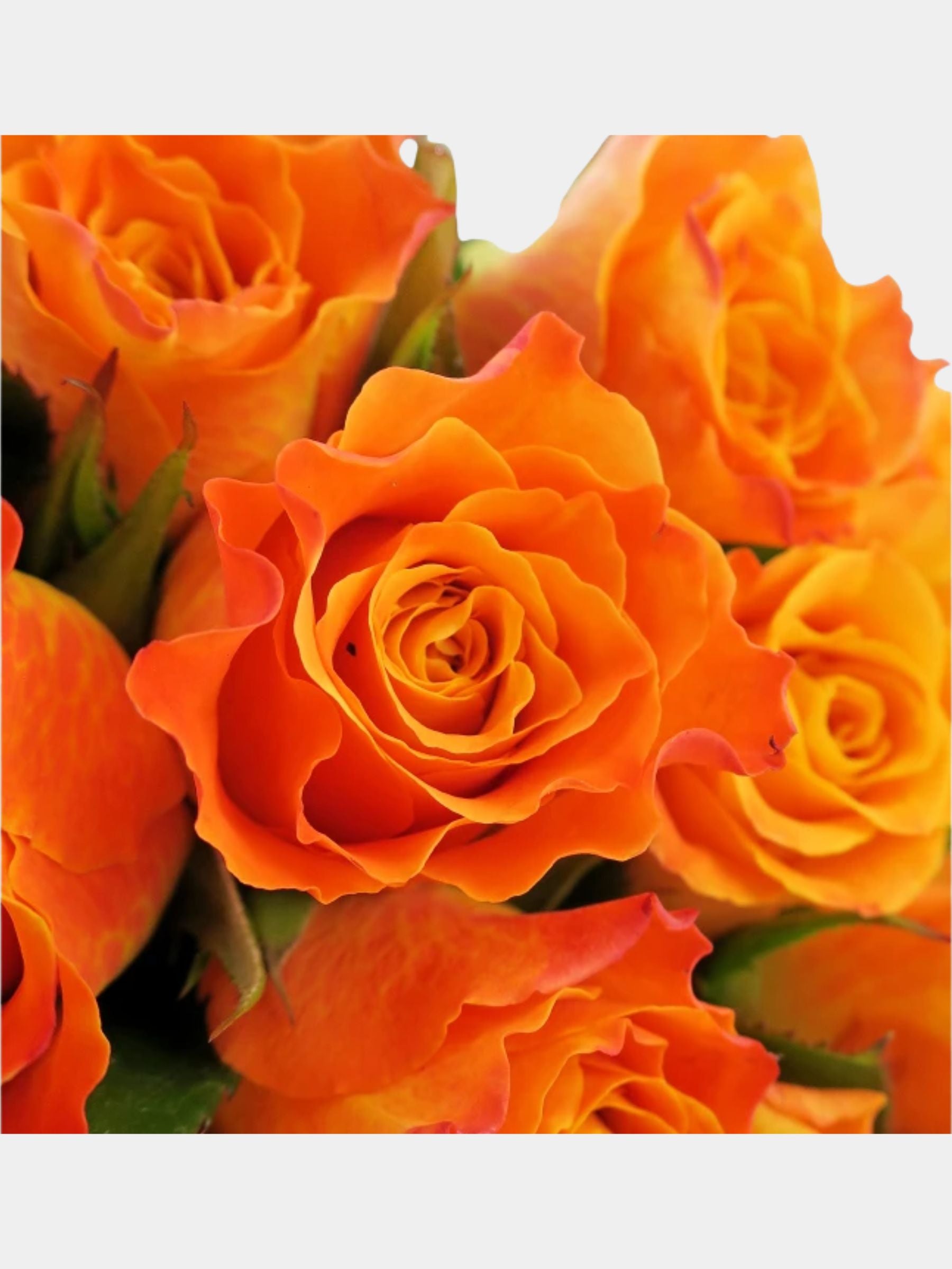 Bouquet of 24 Orange Roses