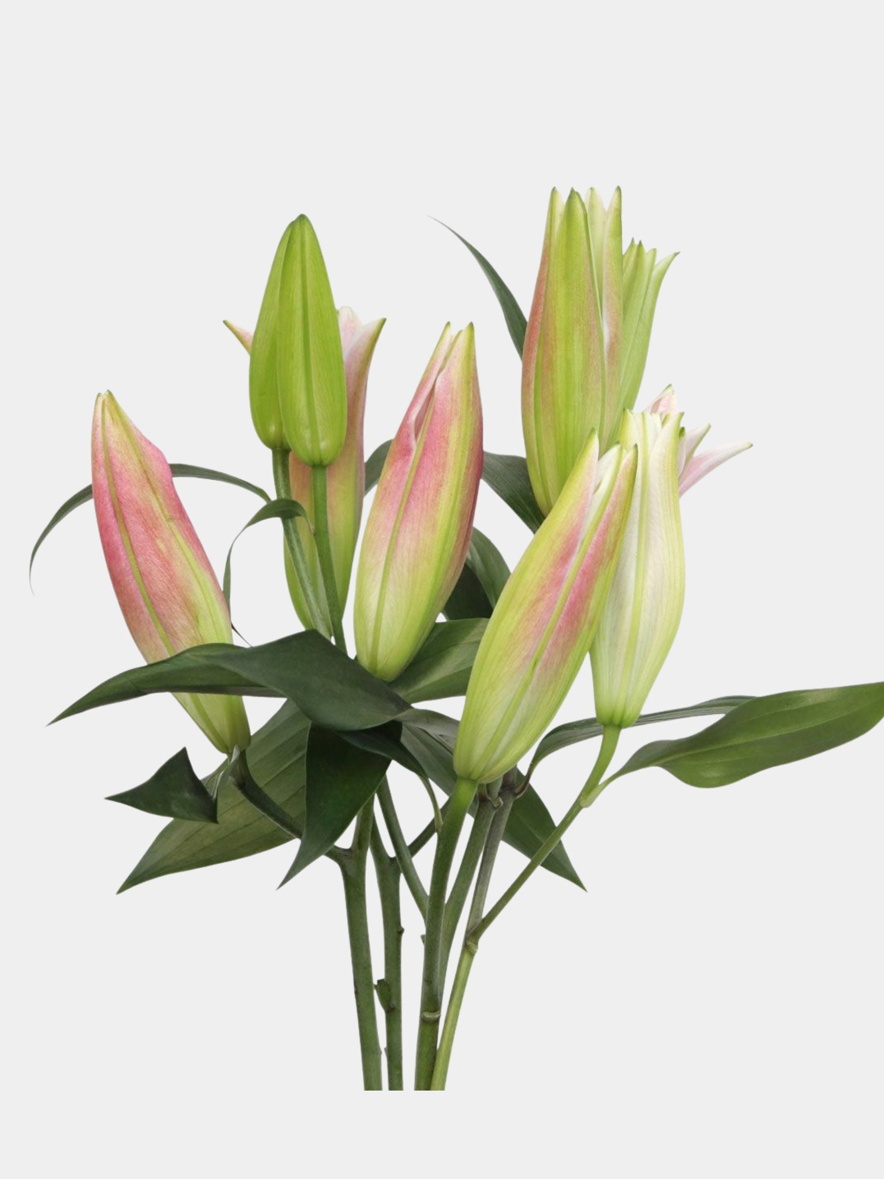 Pink Lilies in Vase