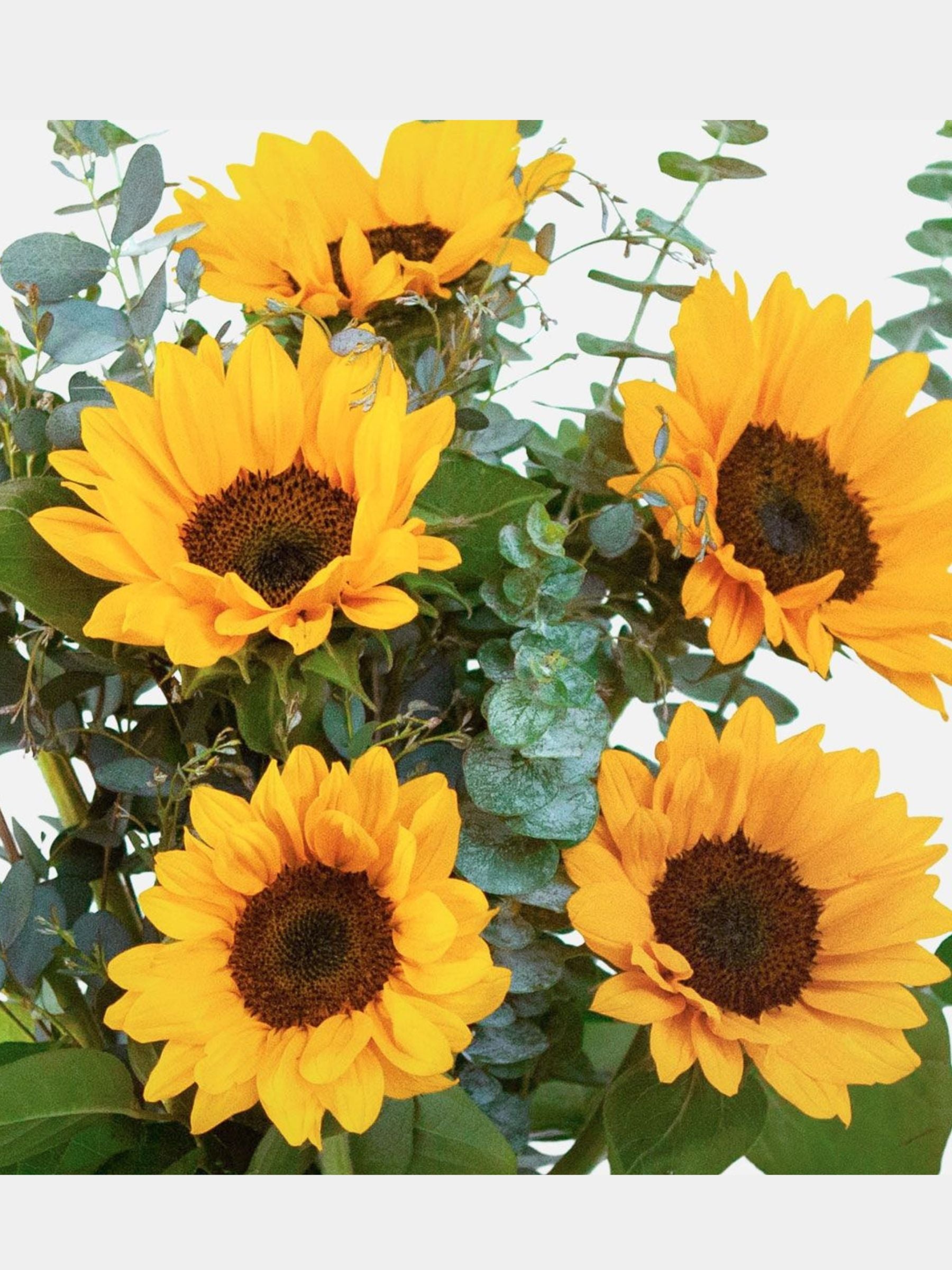 Sunflower Bouquet