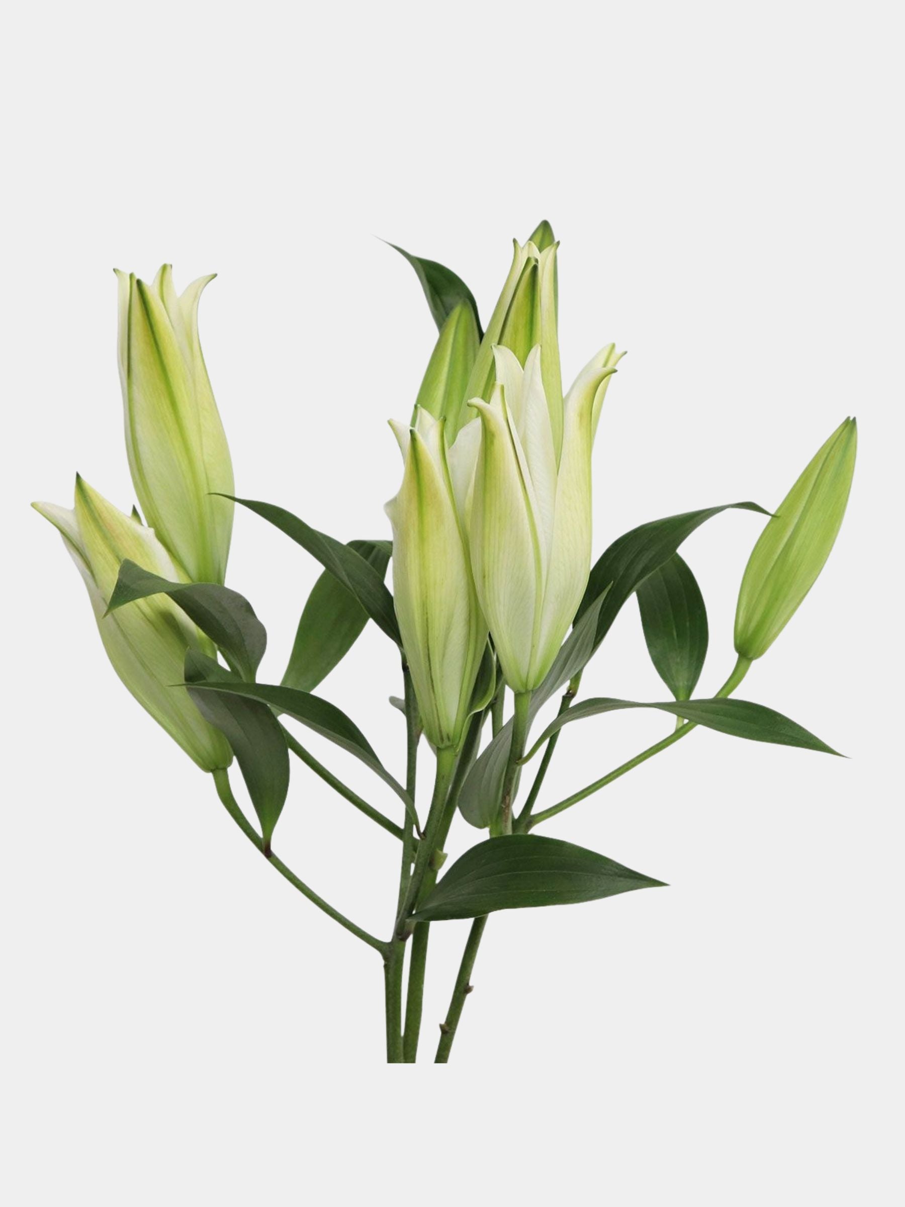 White Lily Bouquet