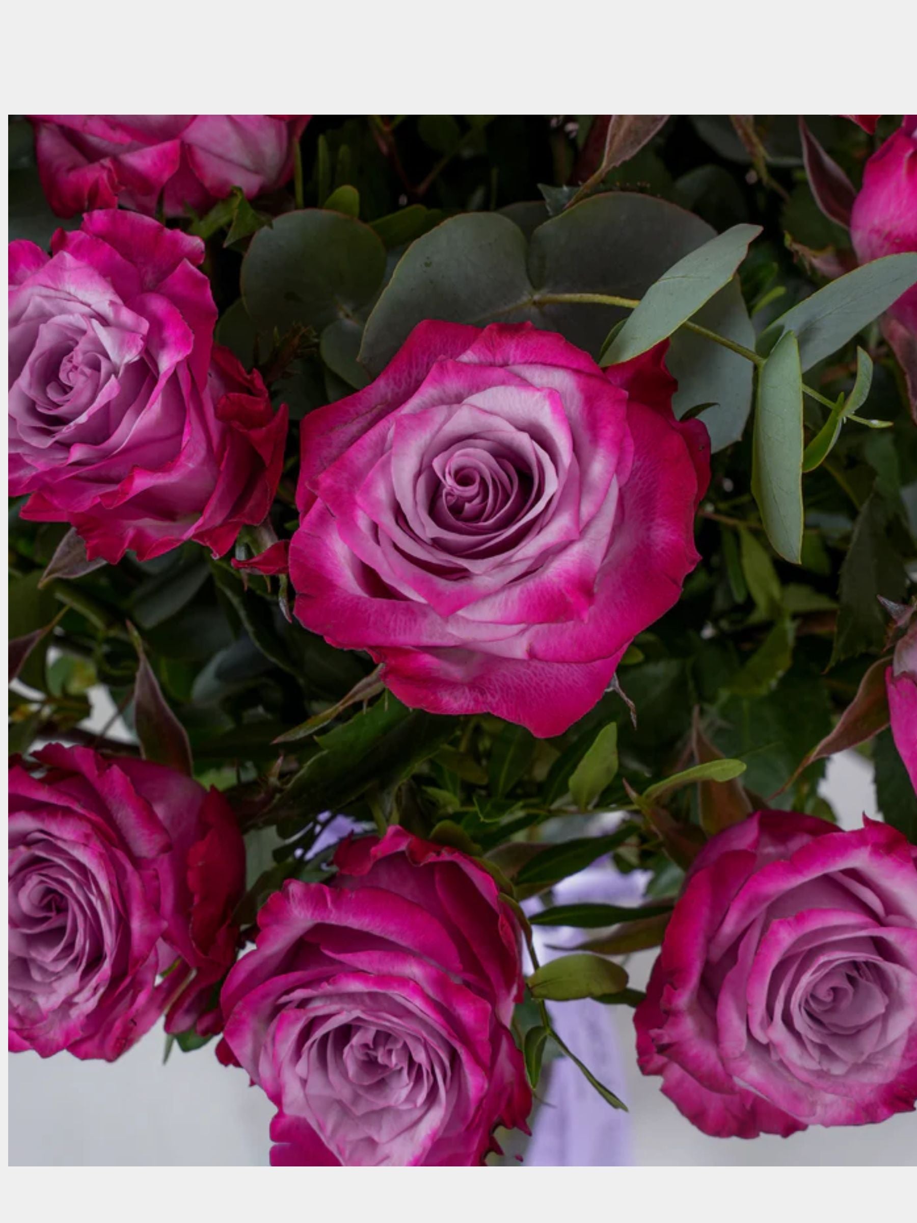 100 Luxury Purple Roses Vase