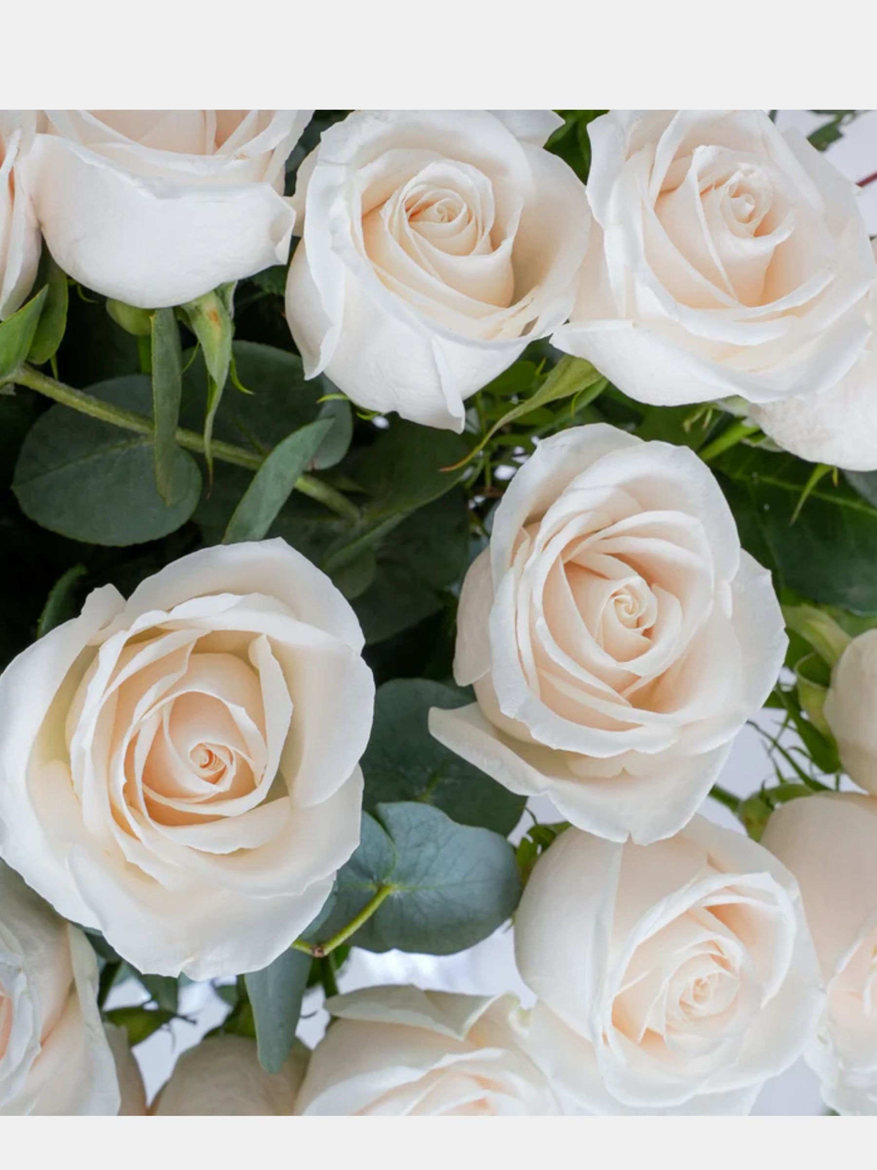 100 Luxury White Roses Vase