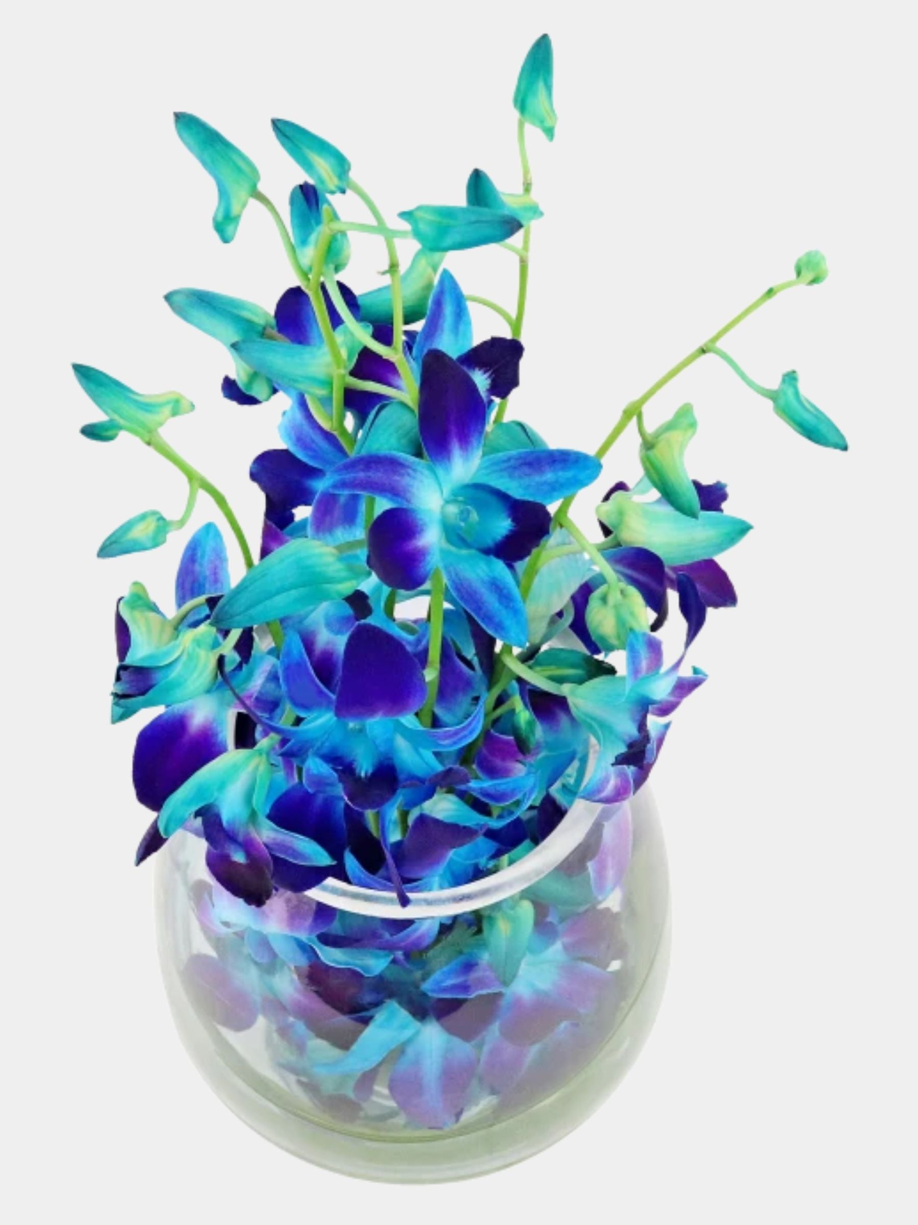 10 Blue Orchids in a Vase