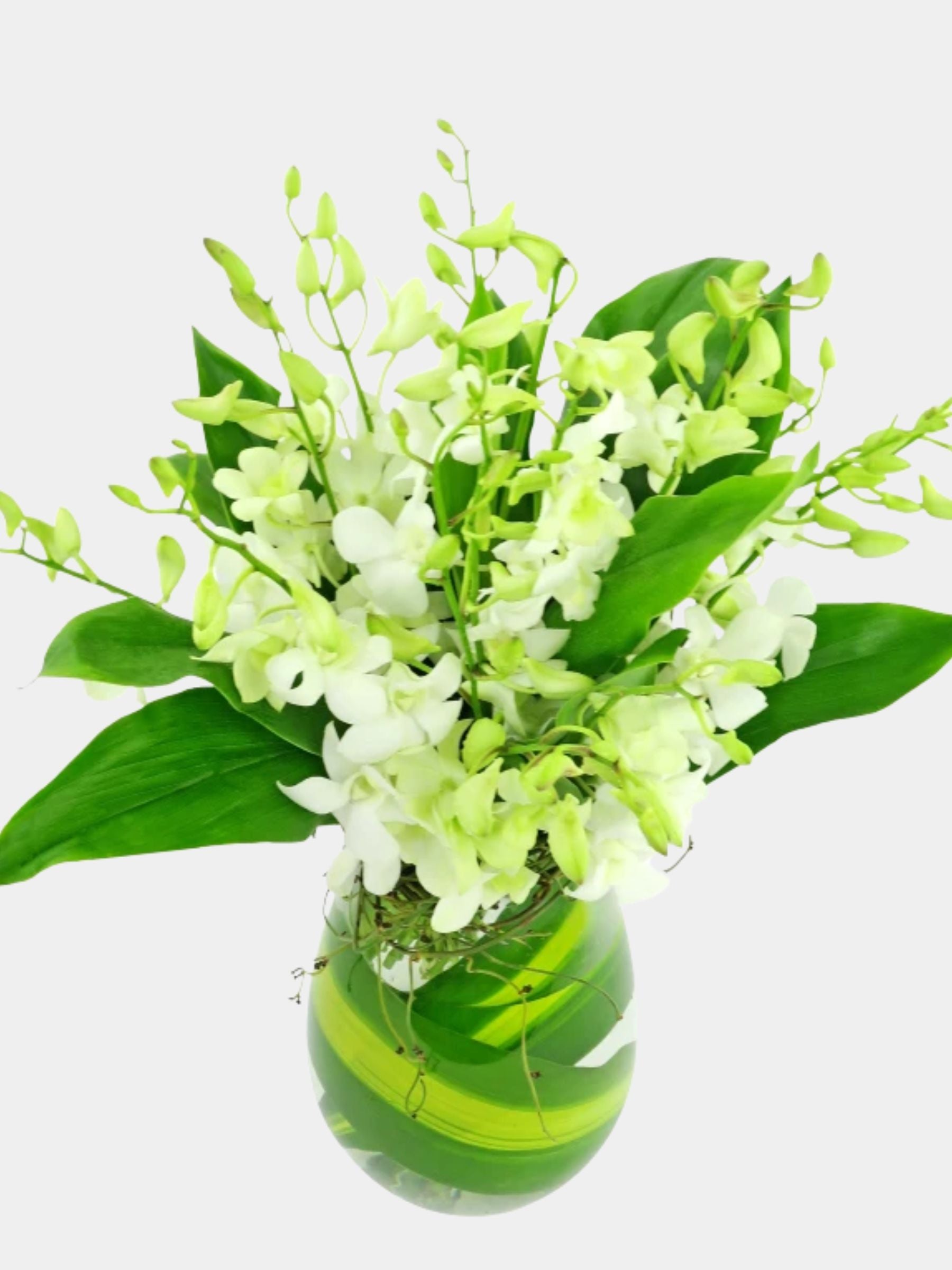 10 White Orchids in a Vase
