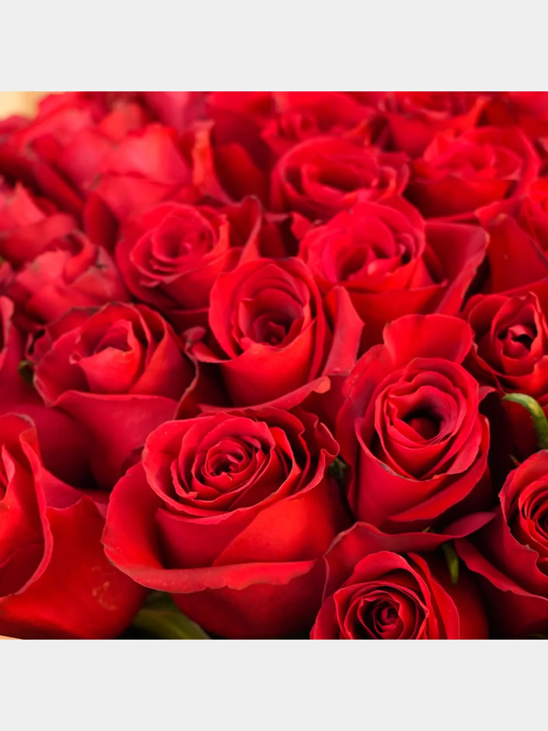 Bouquet of 100 Red Roses