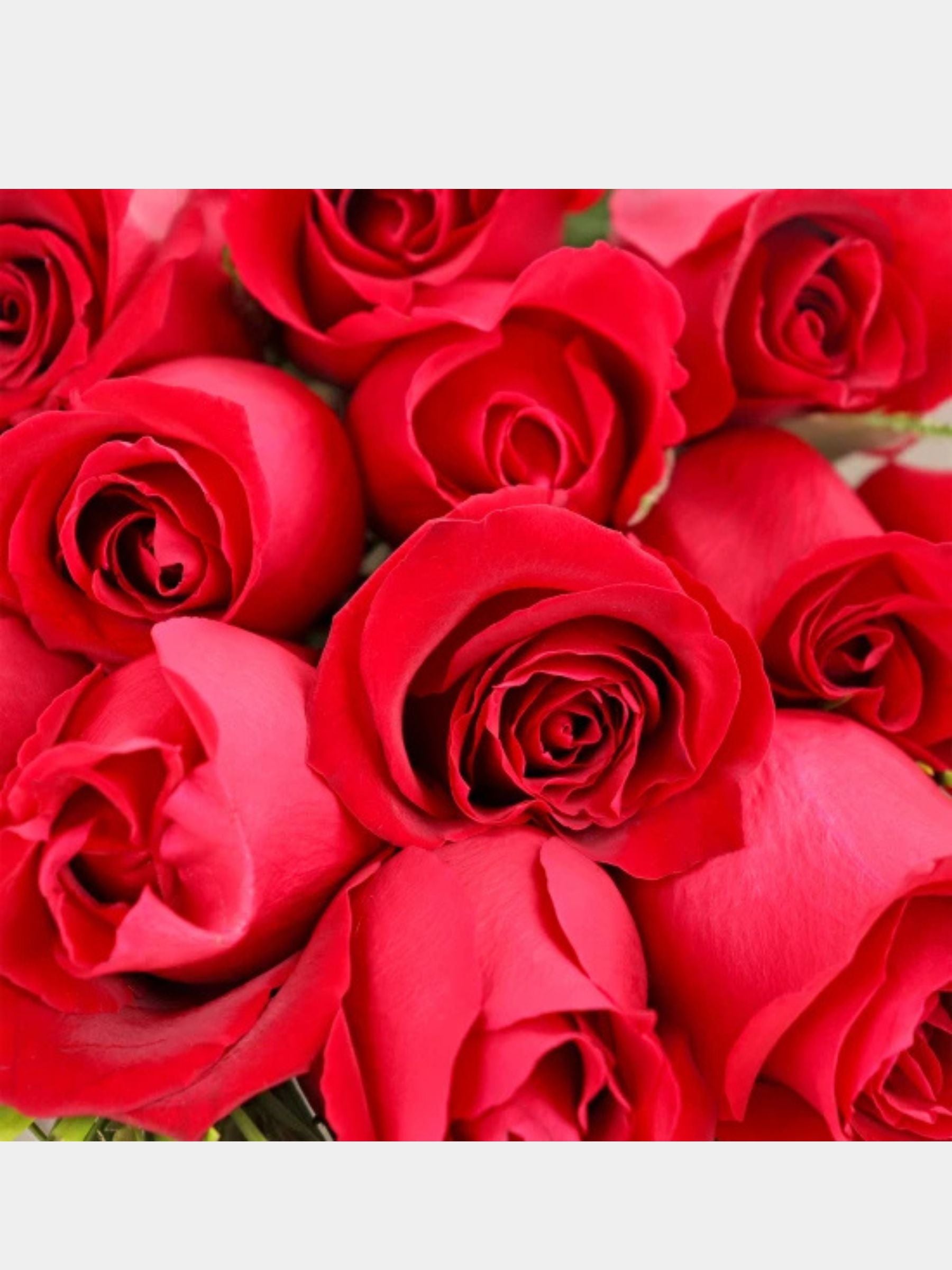 Bouquet of 12 Red Roses