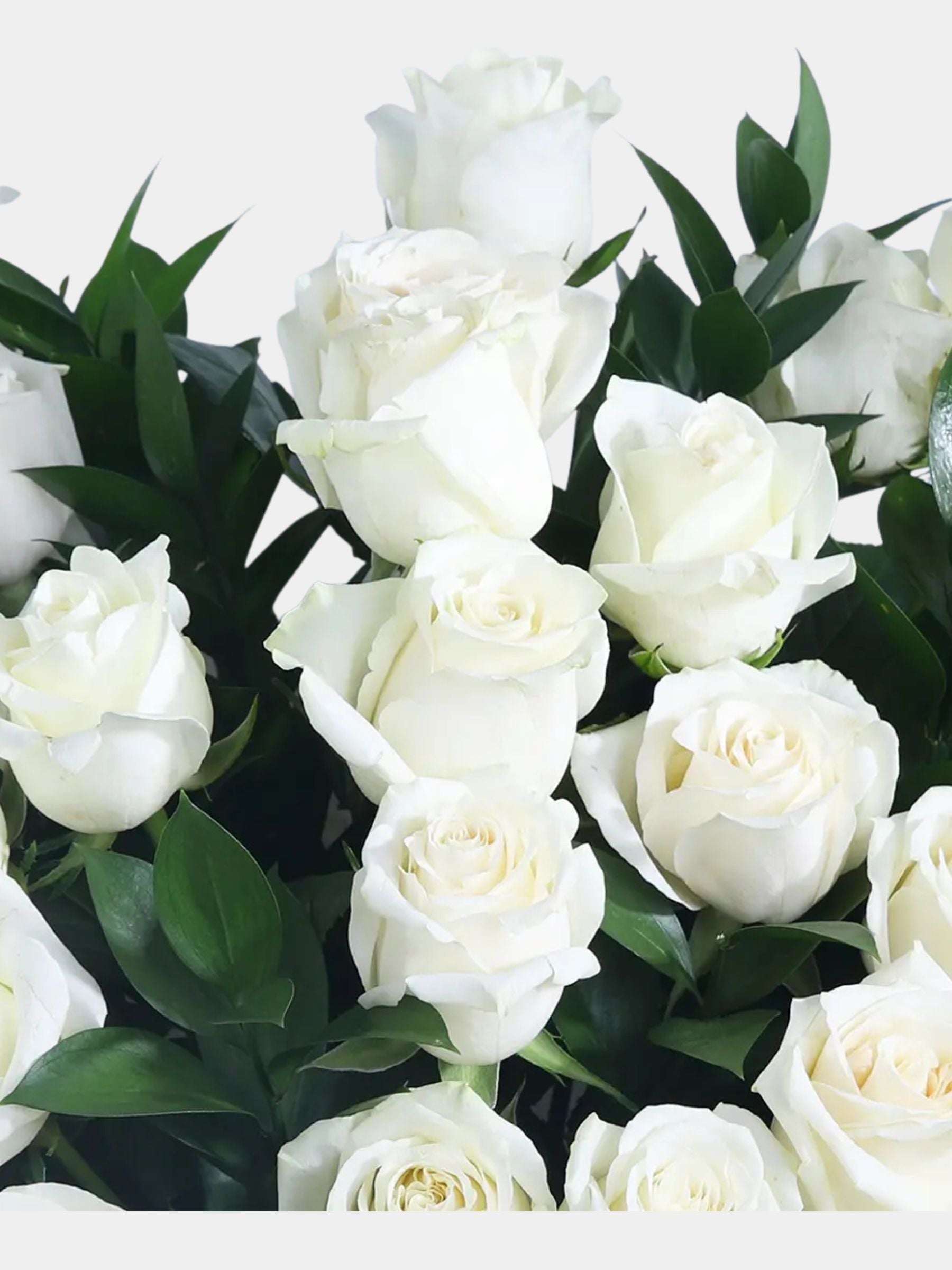 Bouquet of 36 White Roses