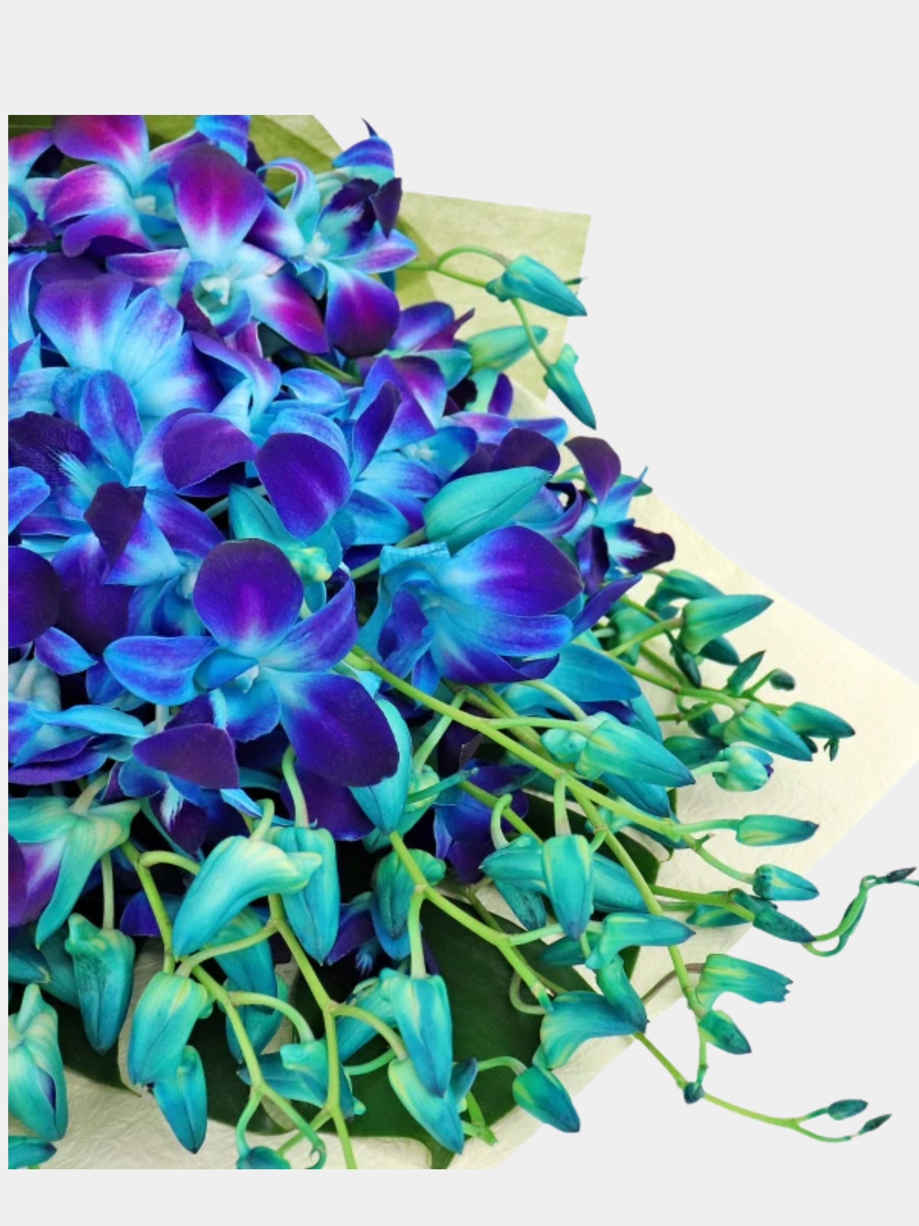 Bouquet of 20 Blue Orchid