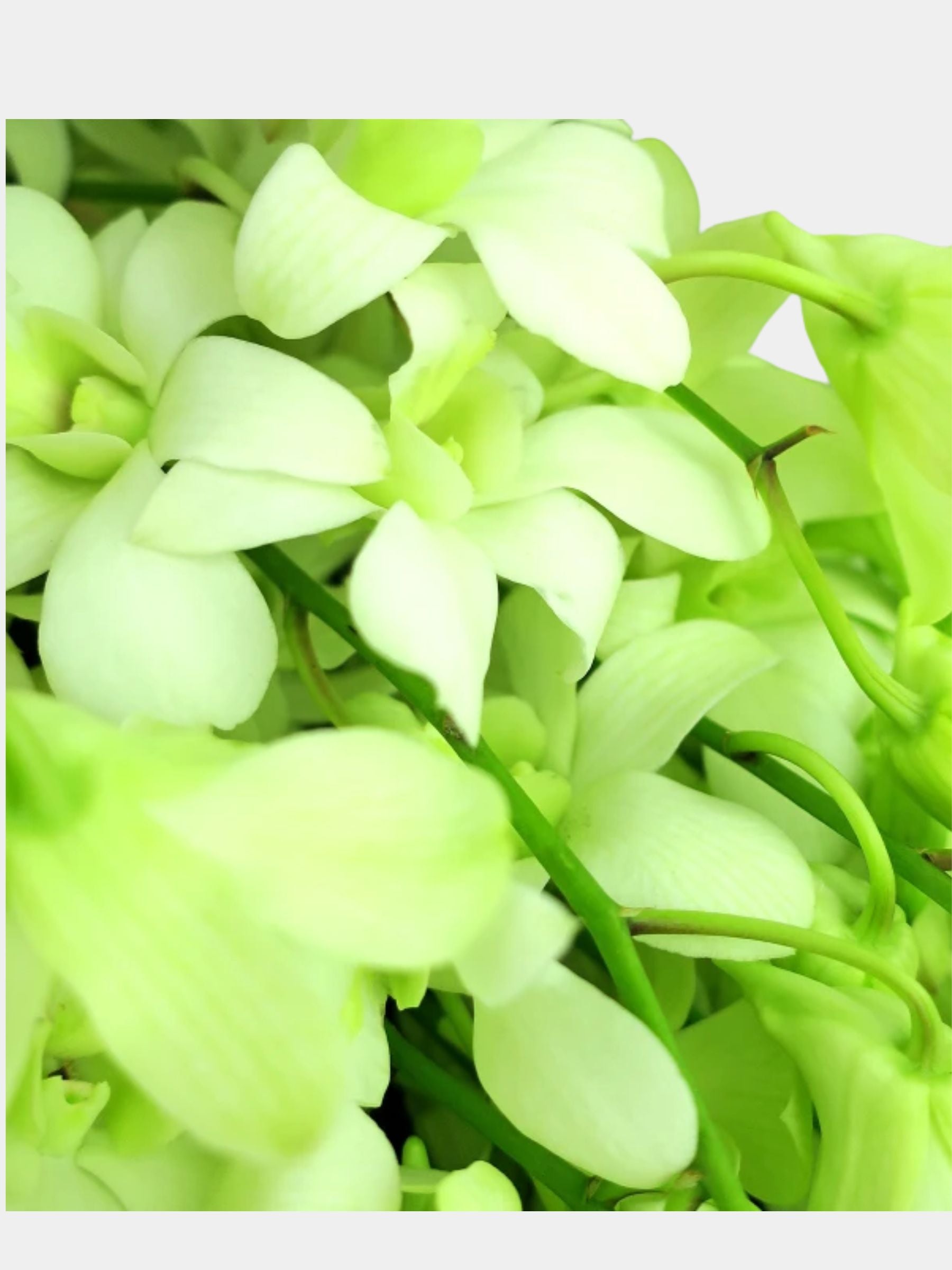 Bouquet of 20 White Orchid