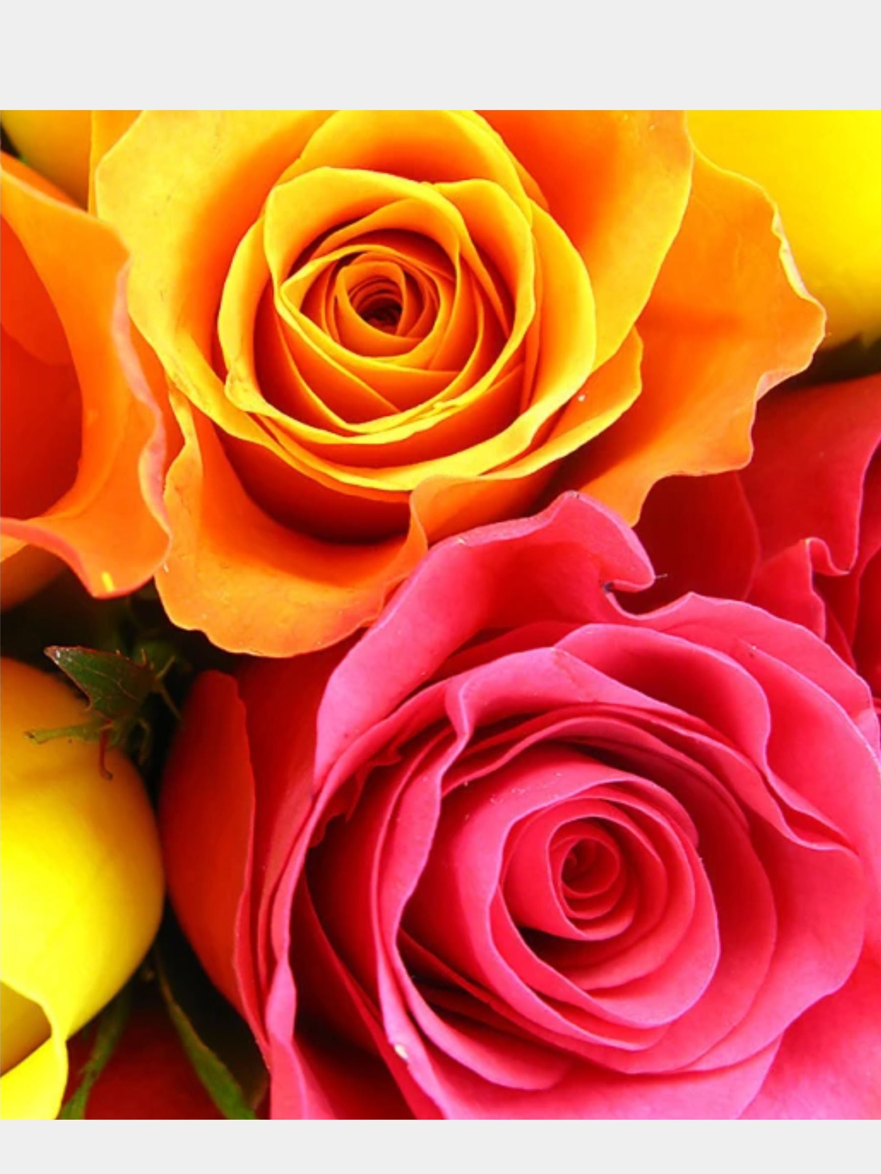 Bouquet of 24 Mixed Roses