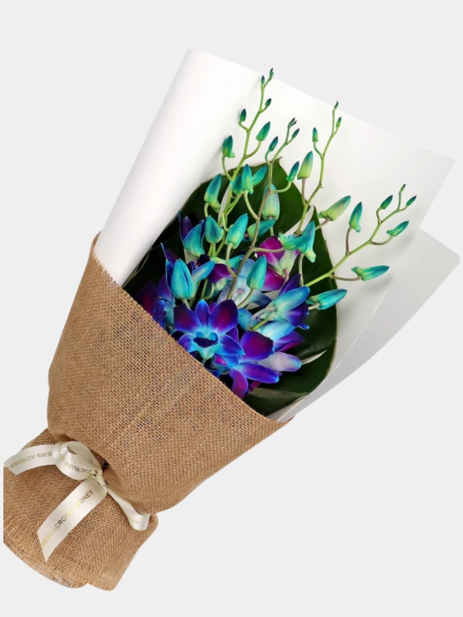 Bouquet of 7 Blue Orchid