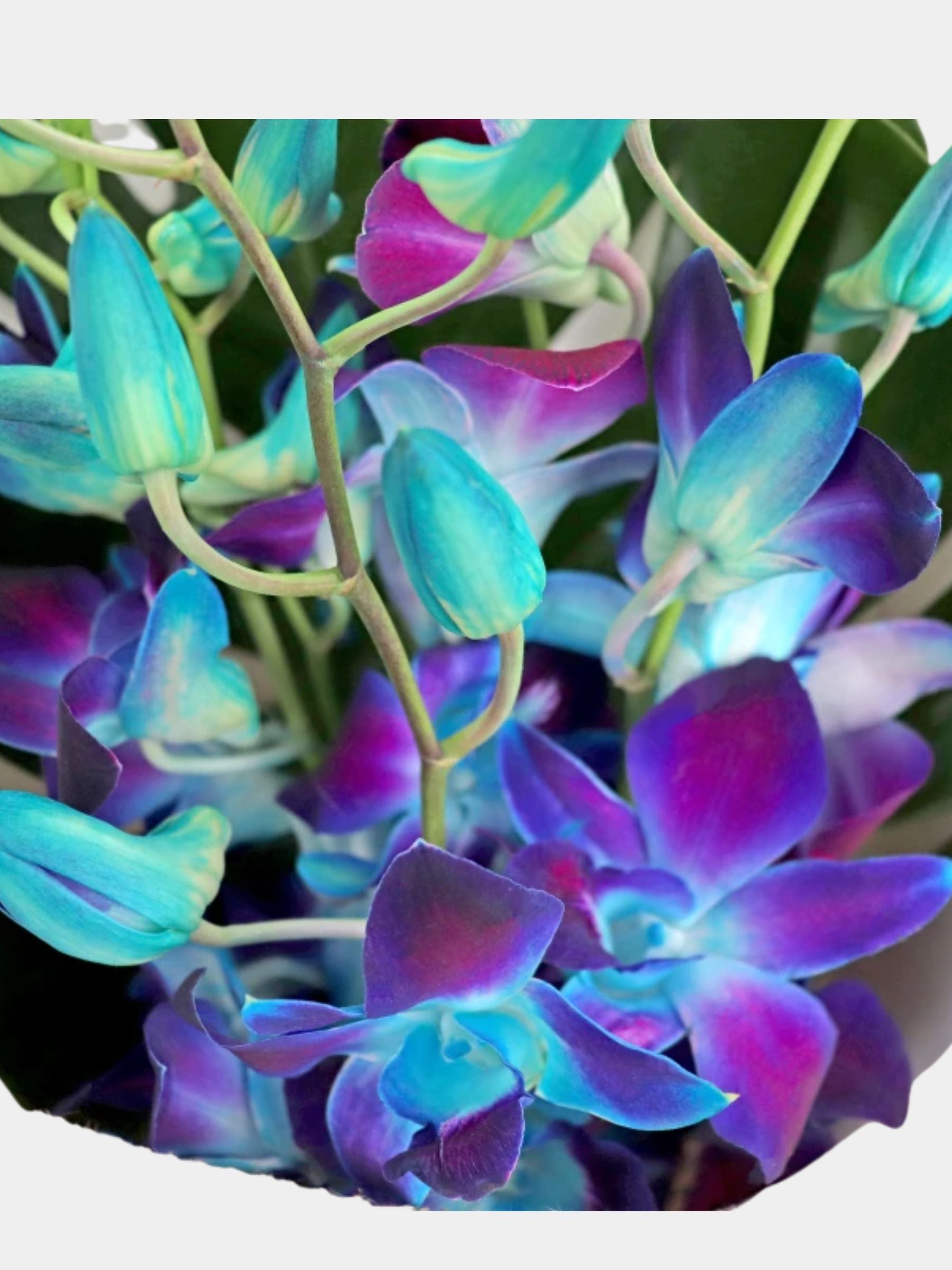 Bouquet of 7 Blue Orchid
