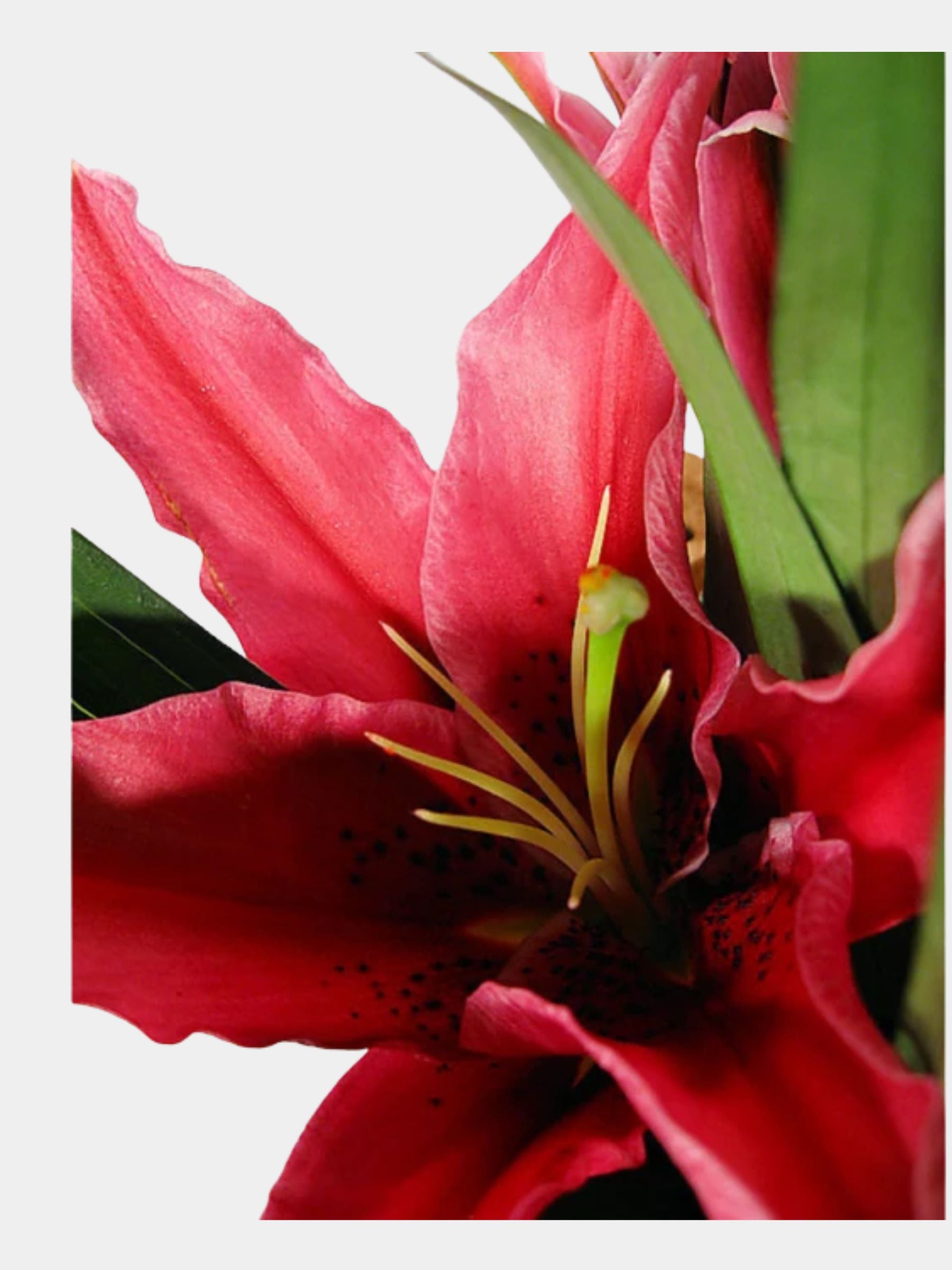 Bouquet of 7 Pink Oriental Lily