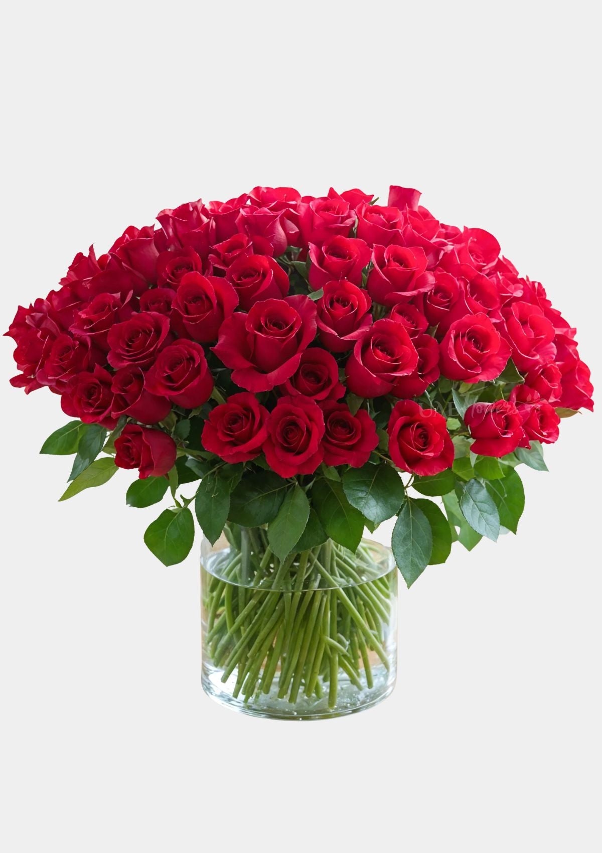 Classic 100 Red Roses in a Vase