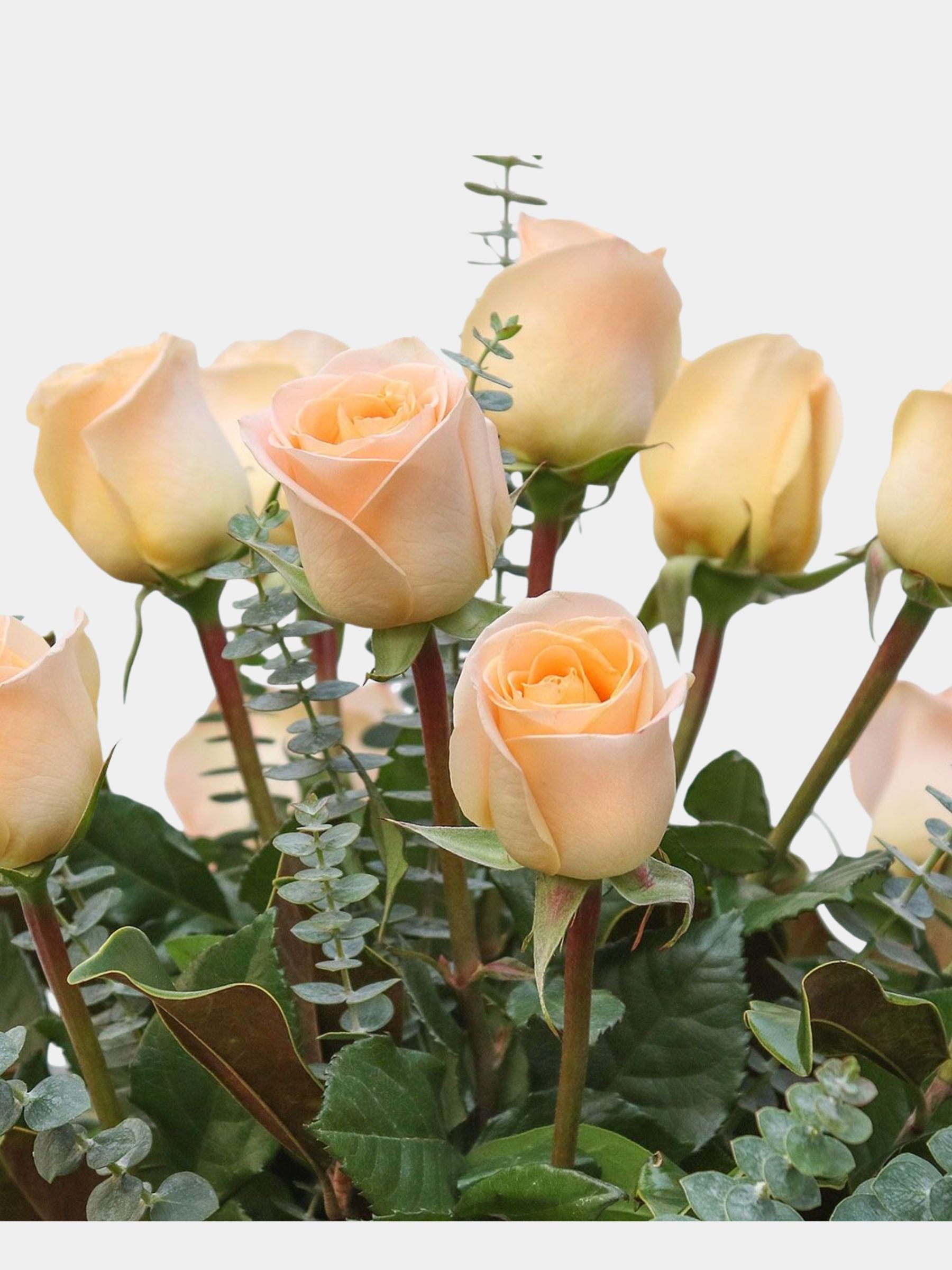 Classic 12 Peach Roses in a Vase