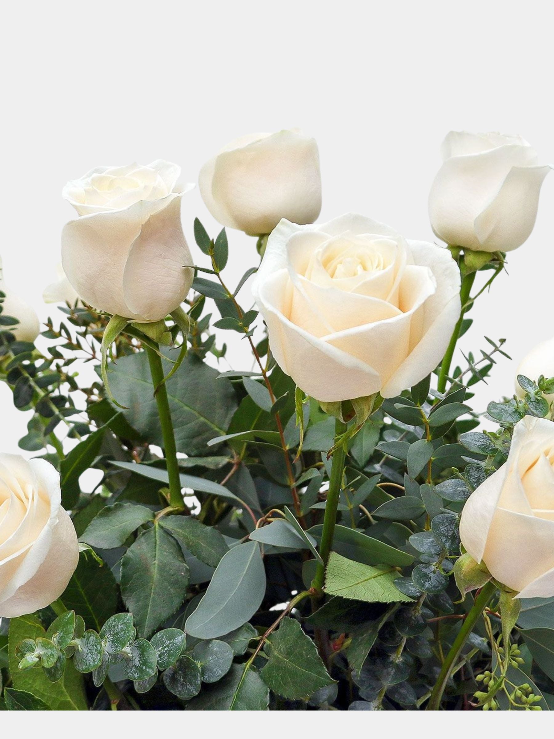 Classic 12 White Roses in a Vase