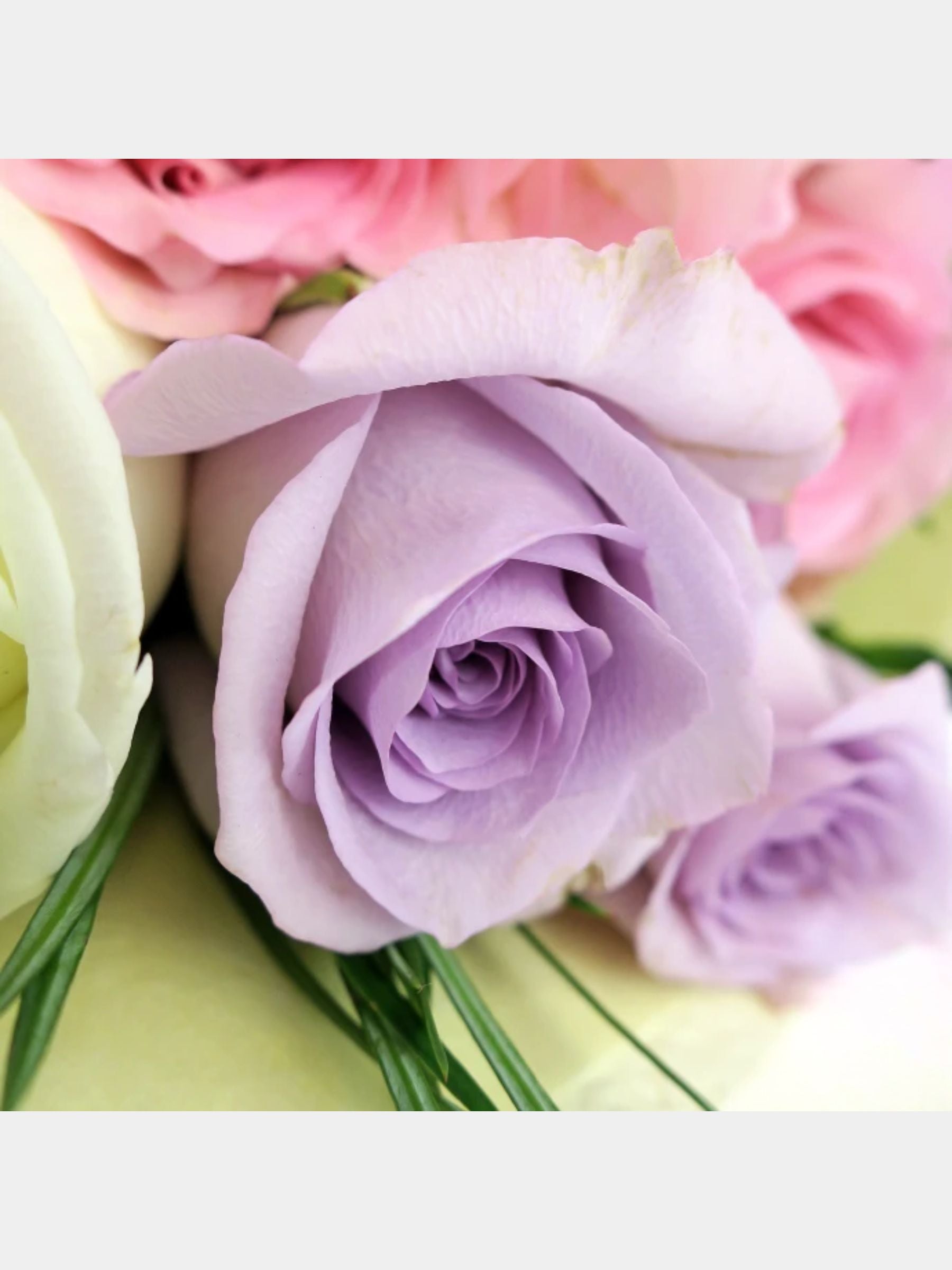 Bouquet of 12 Pastel Roses