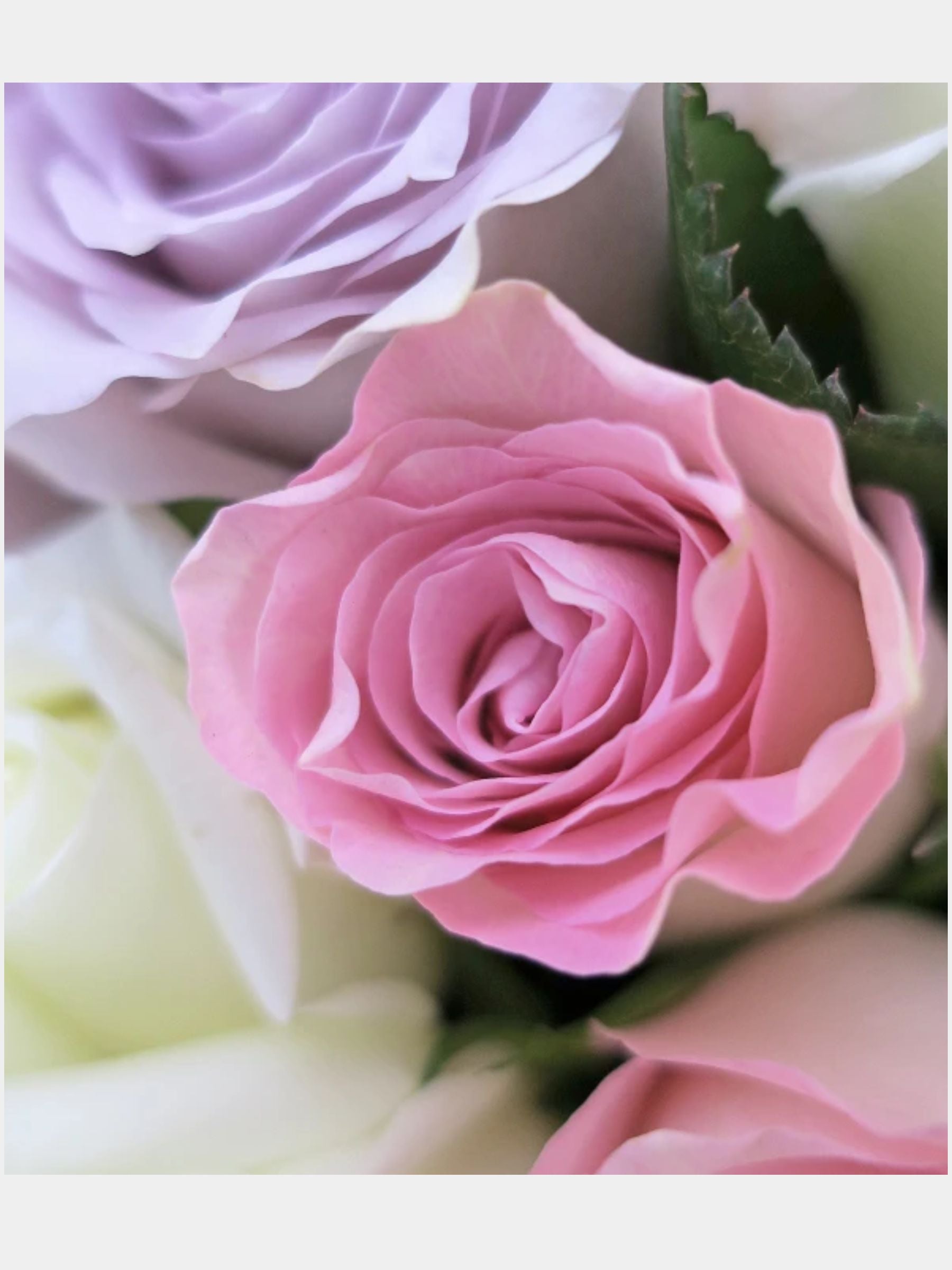 Bouquet of 24 Pastel Roses