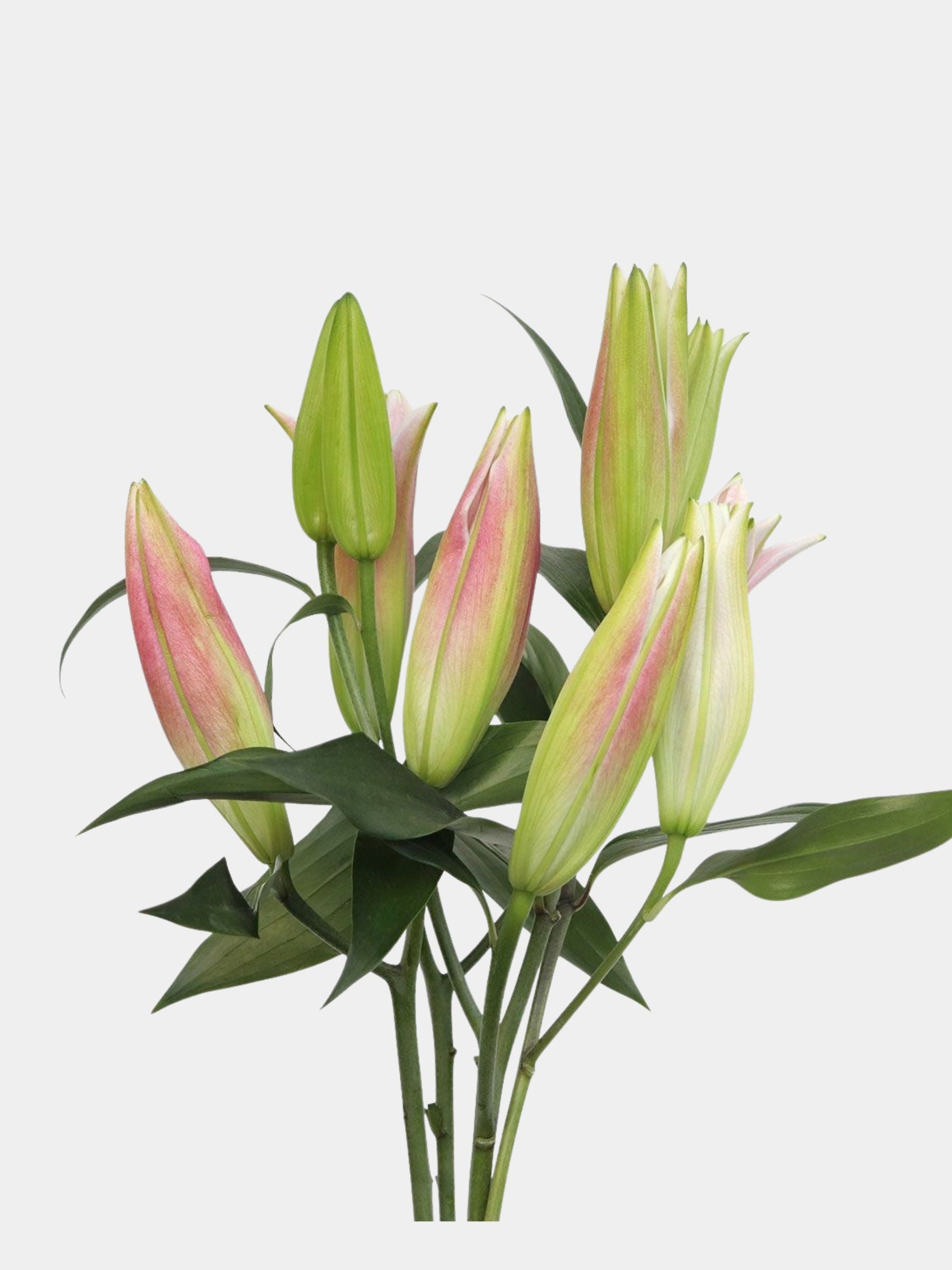 Pink Lily Bouquet
