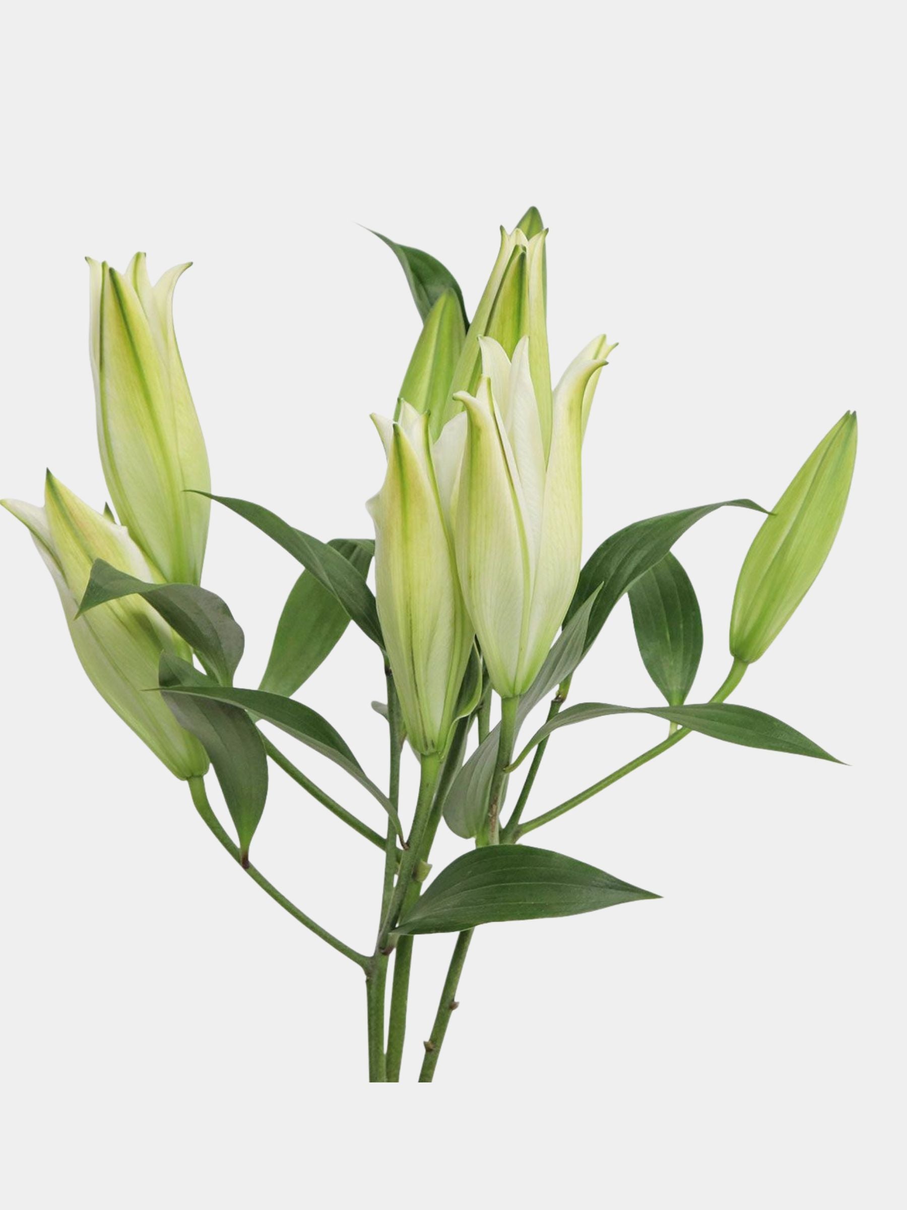 White Lilies in a Vase